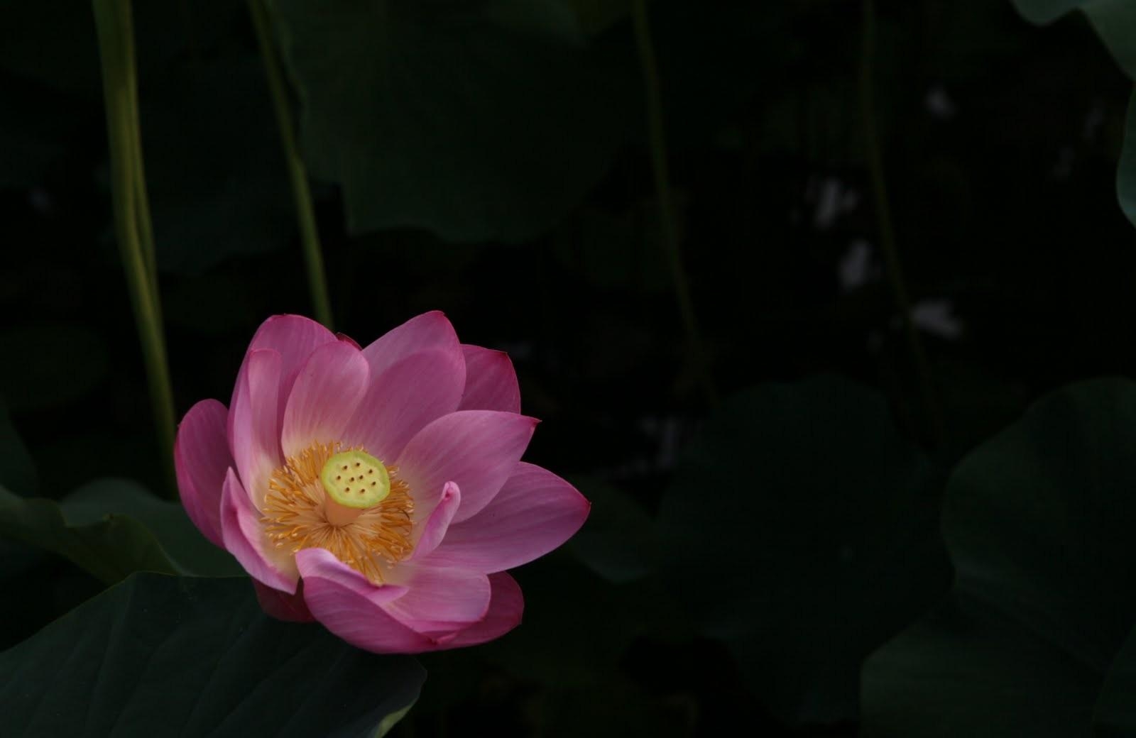 Download mobile wallpaper Lotus, Flowers, Leaves, Water, Night for free.