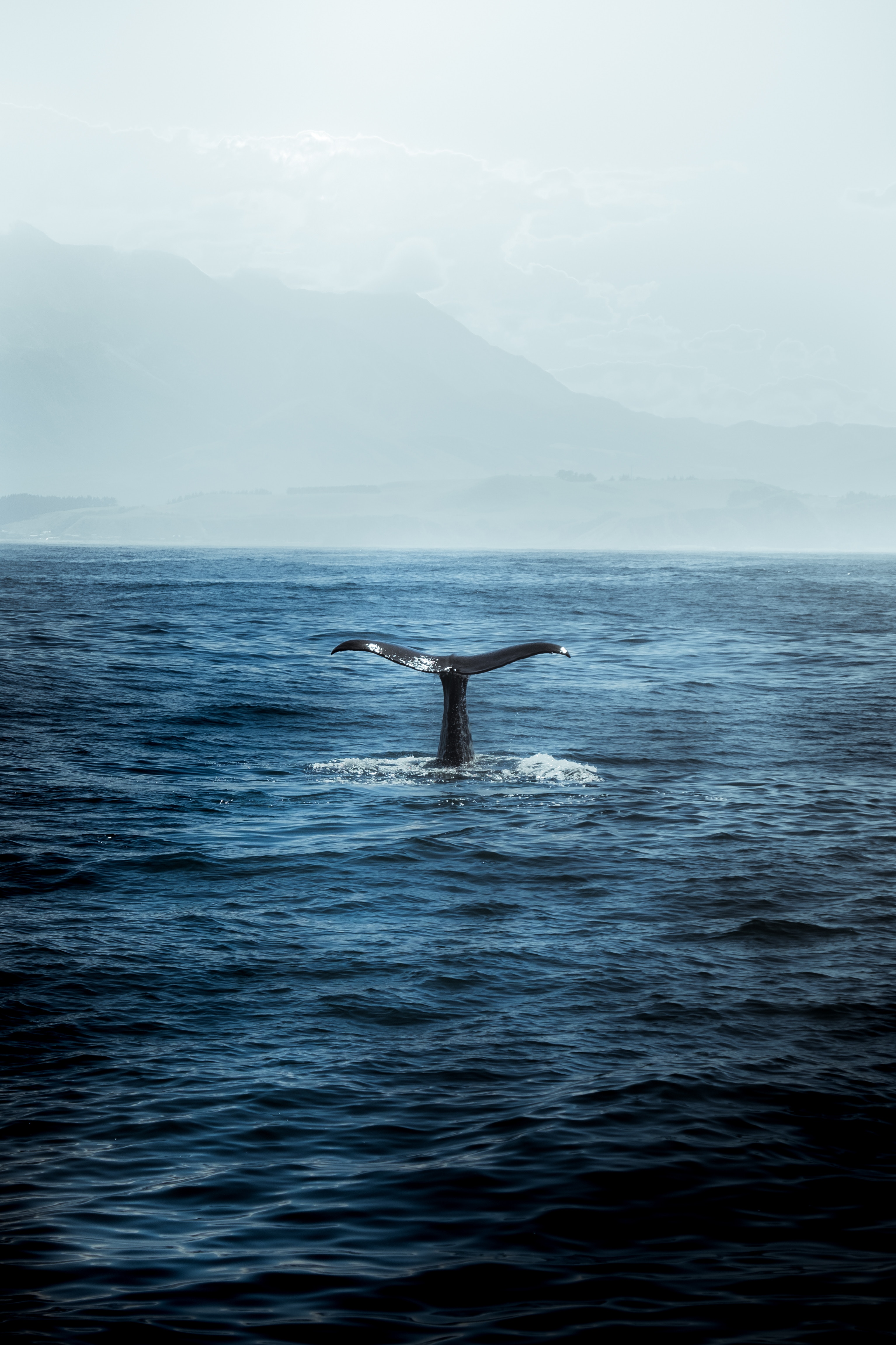 whale, nature, waves, ocean, predator, tail Full HD