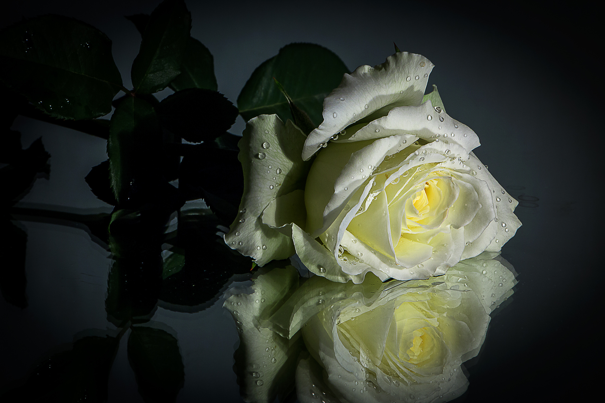 Красивые белые розы в росе