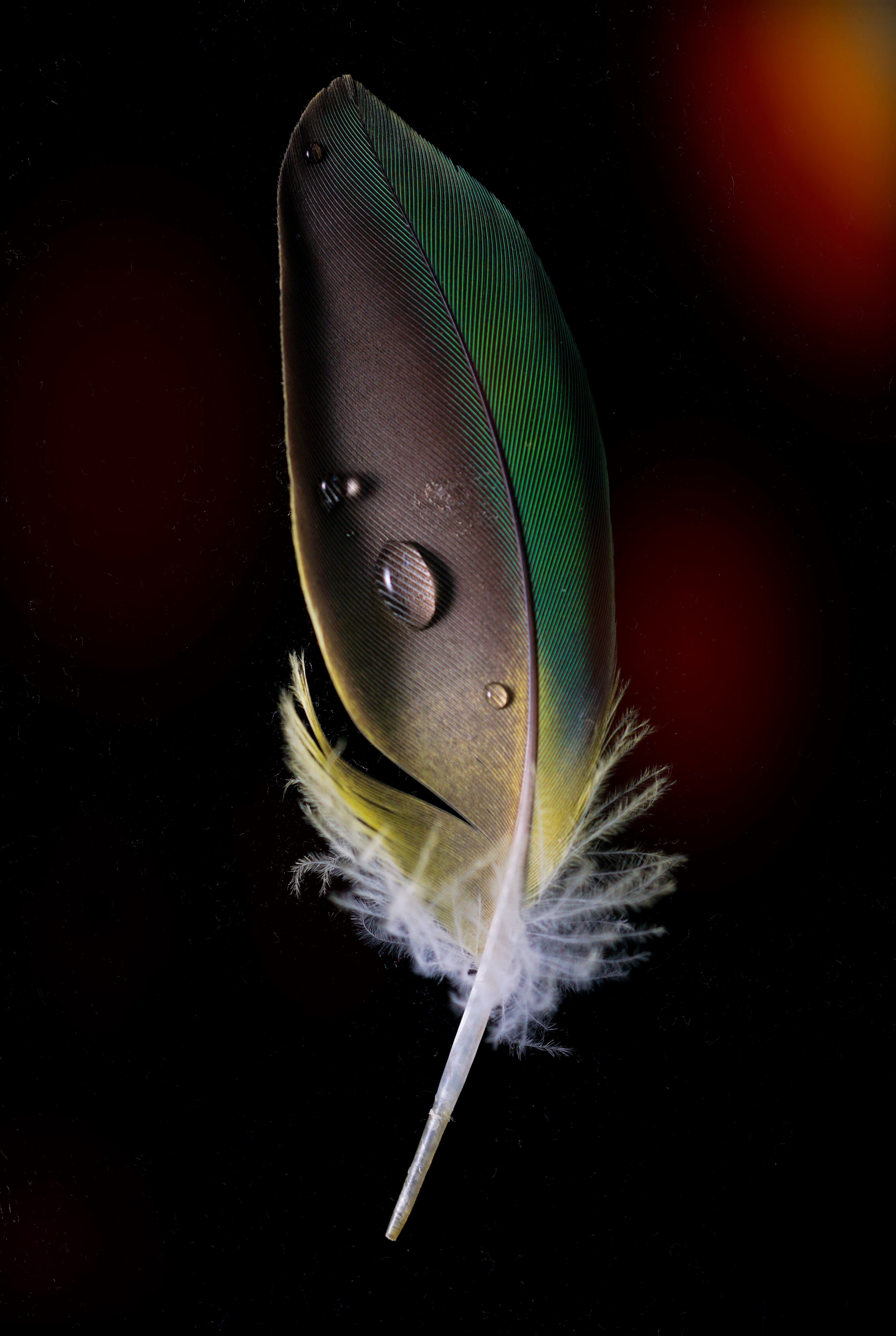 feather, drops, macro, pen