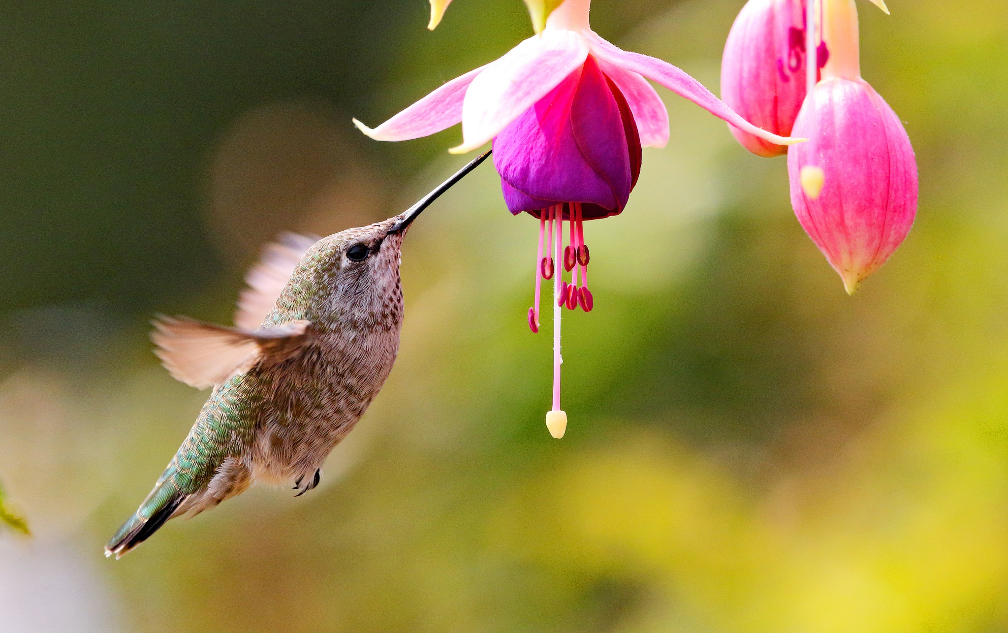 468036 télécharger l'image animaux, colibri, oiseau, fleur, fuchsia, fleur mauve, des oiseaux - fonds d'écran et économiseurs d'écran gratuits