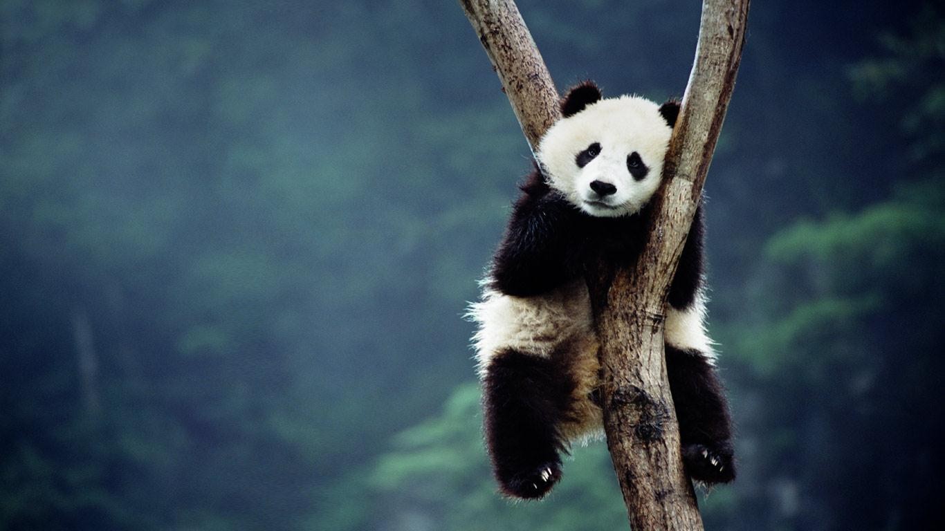 HD wallpaper panda, animal