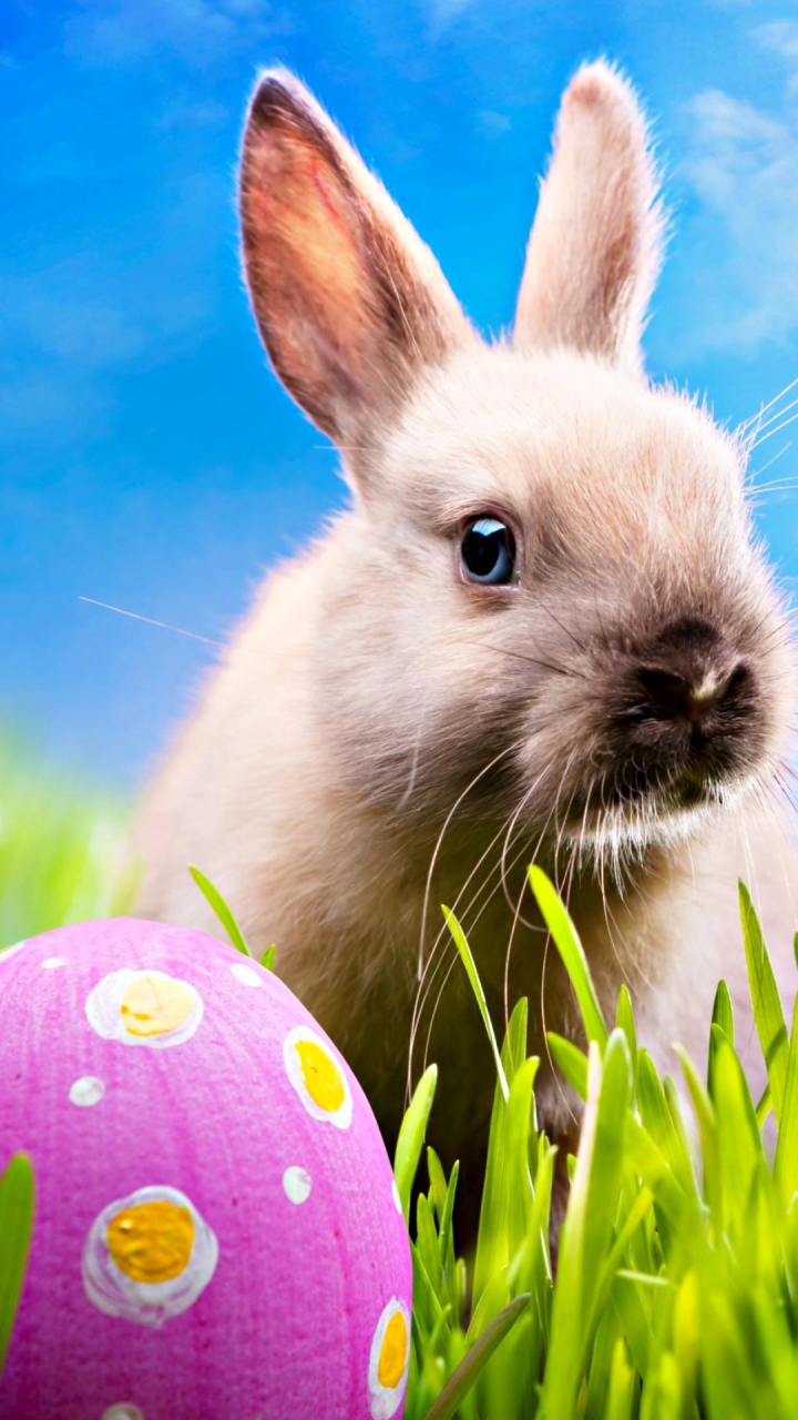 1385786 Bildschirmschoner und Hintergrundbilder Kaninchen auf Ihrem Telefon. Laden Sie  Bilder kostenlos herunter