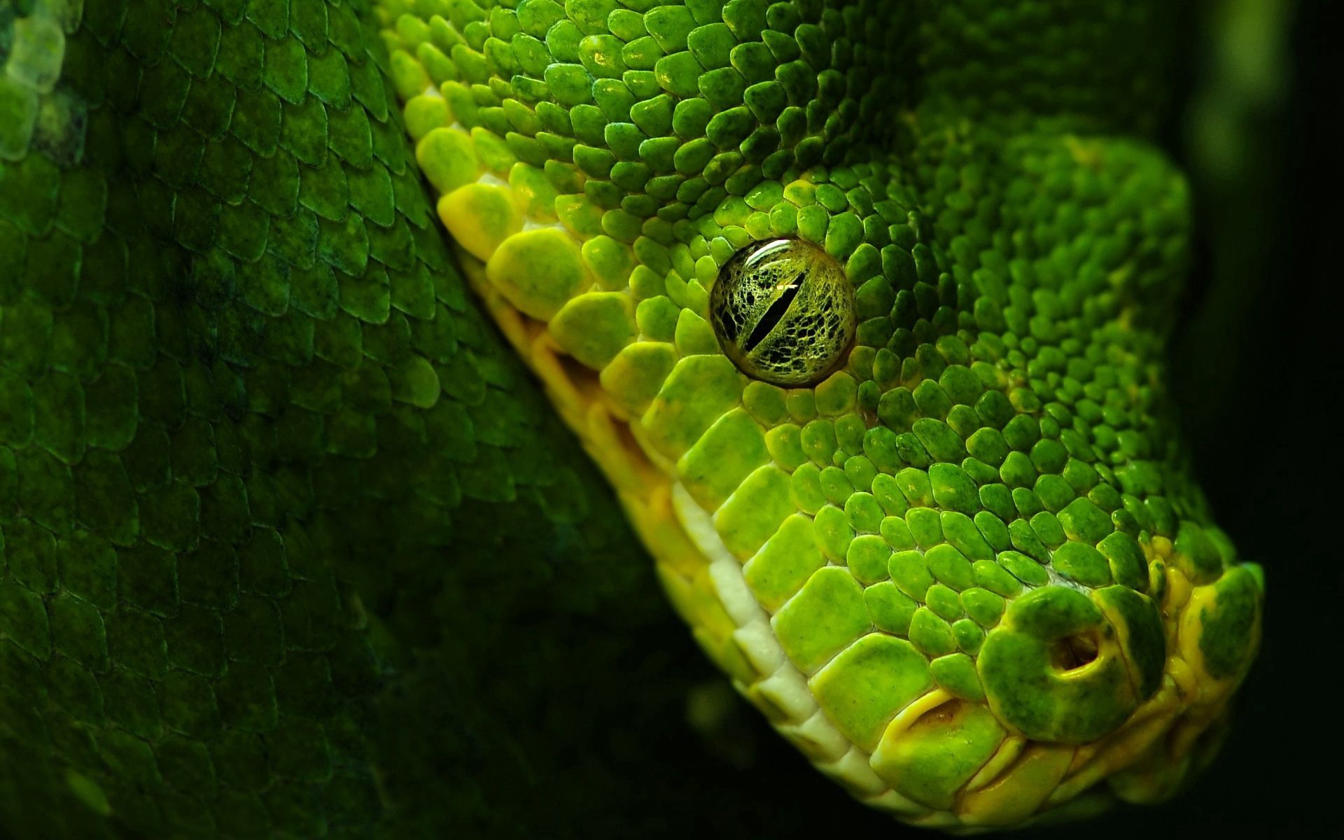 Download mobile wallpaper Animals, Scales, Scale, Eye, Snake for free.