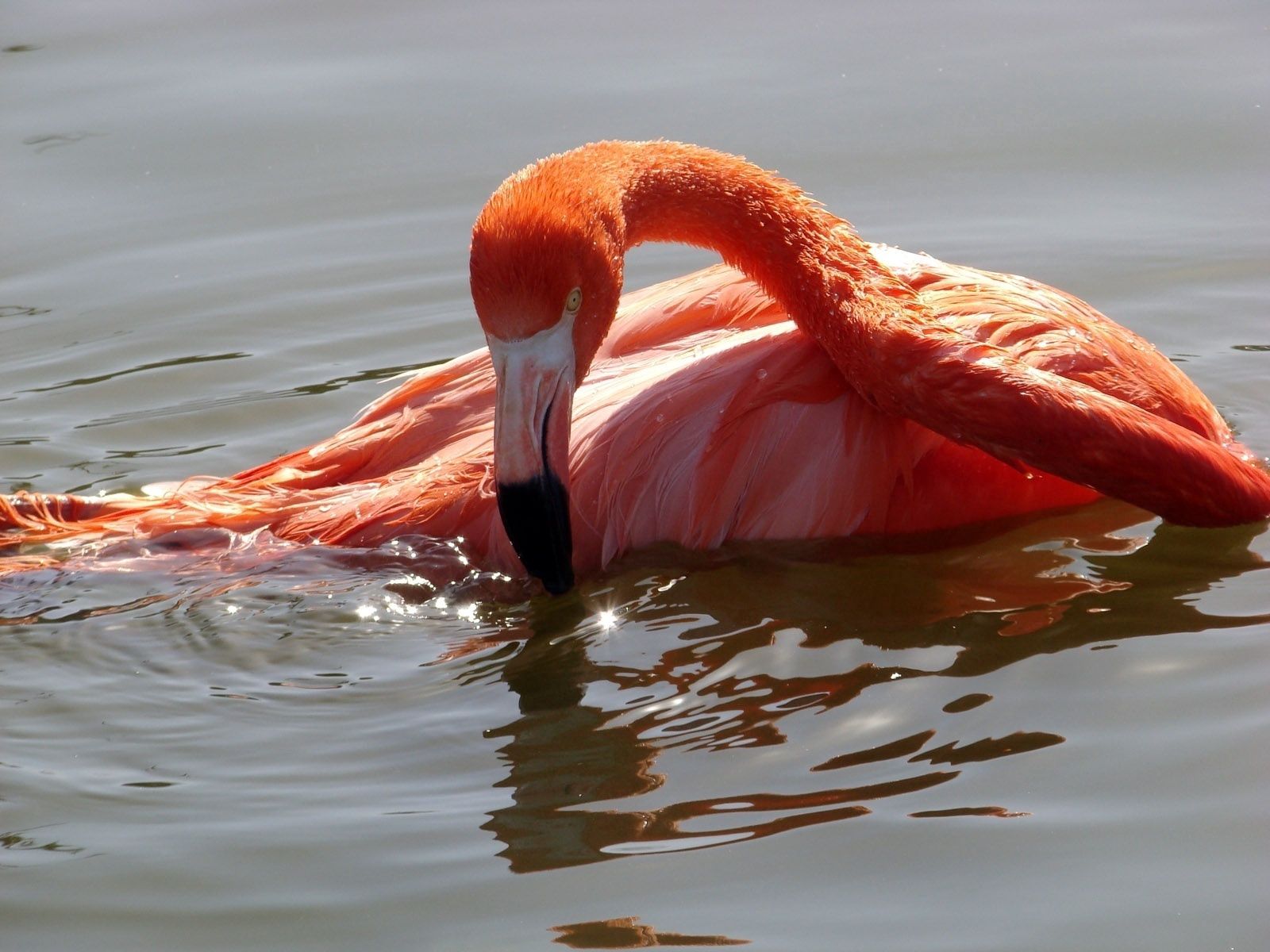 91907 скачать картинку животные, вода, фламинго, птица, купание - обои и заставки бесплатно