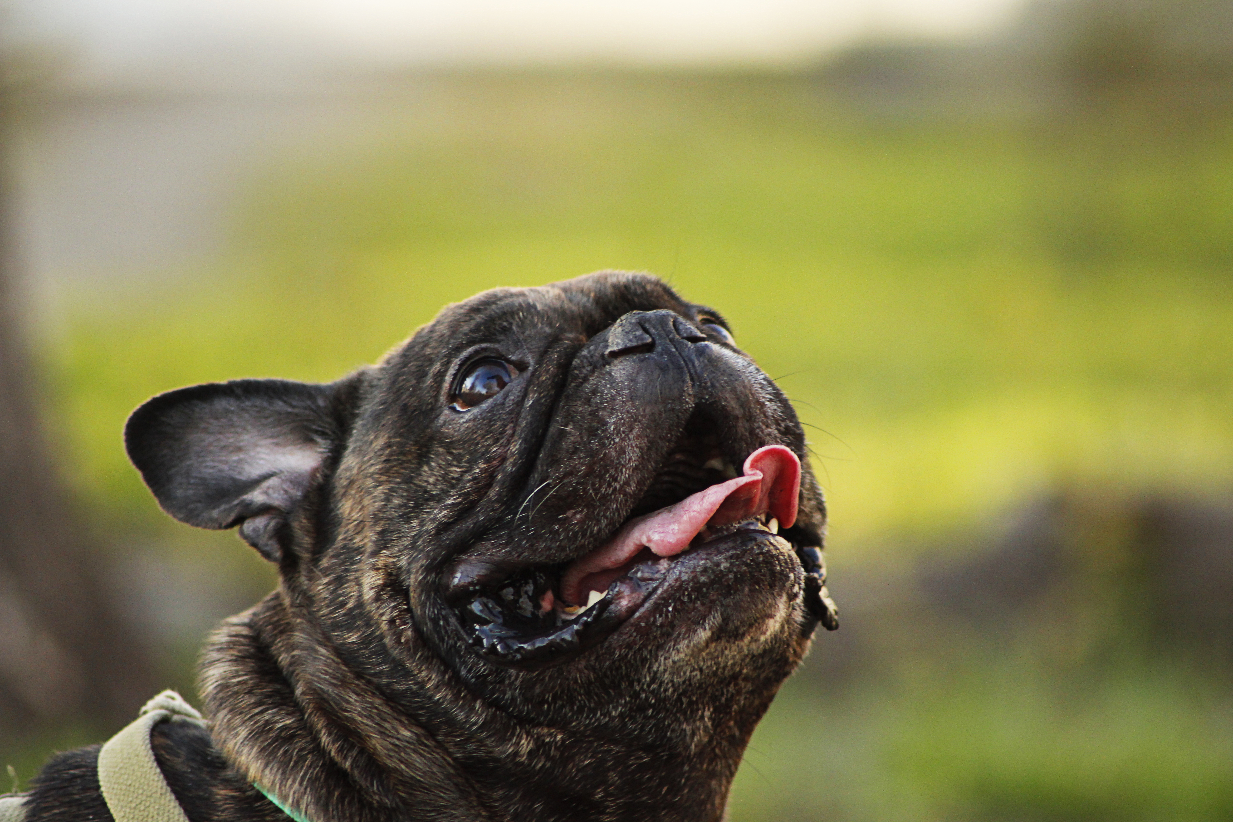 animal, french bulldog, dogs for android