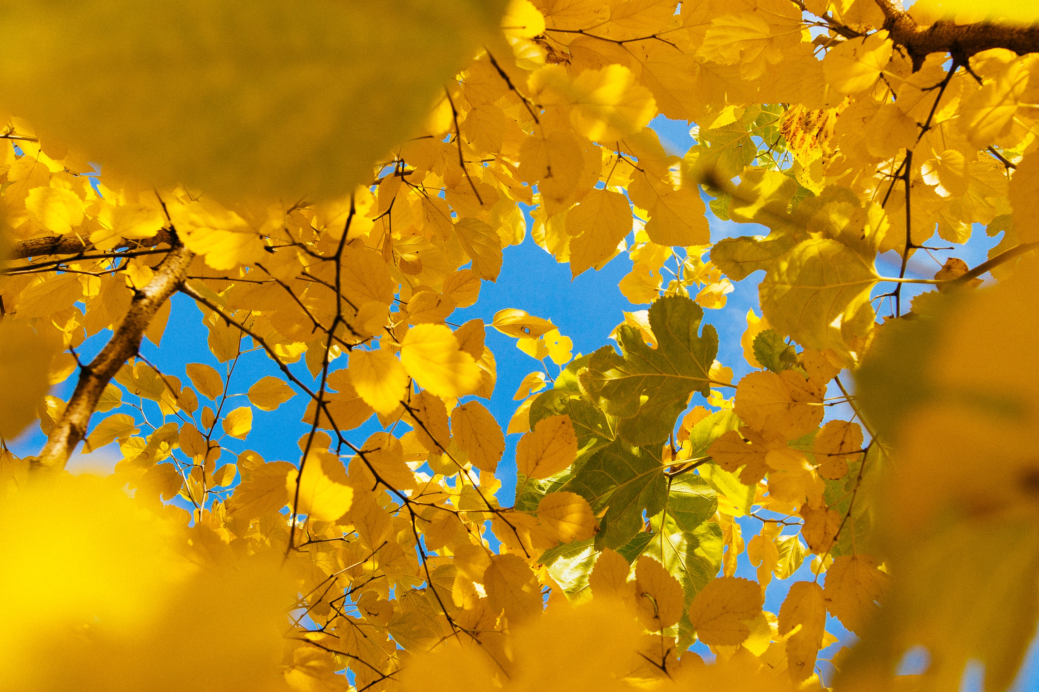 150745 завантажити шпалери осінь, жовтий, природа, листя, гілки, відділень - заставки і картинки безкоштовно