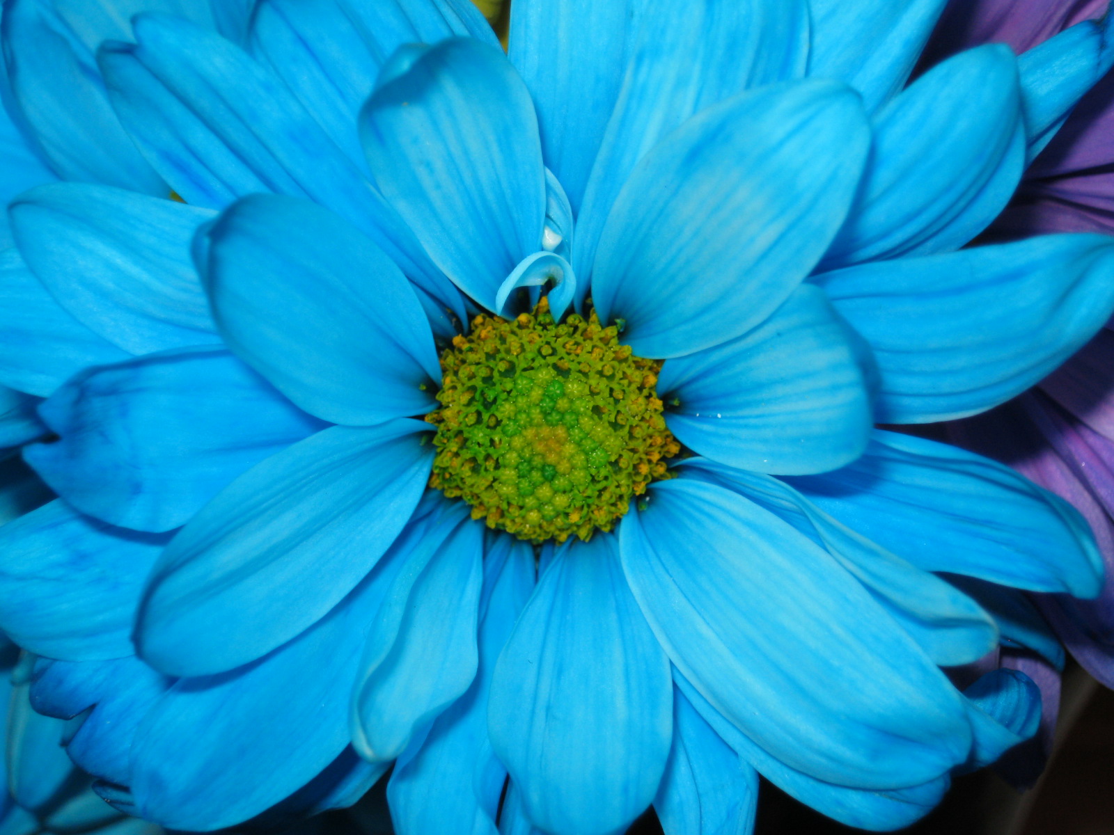 Цветок С Синими Лепестками