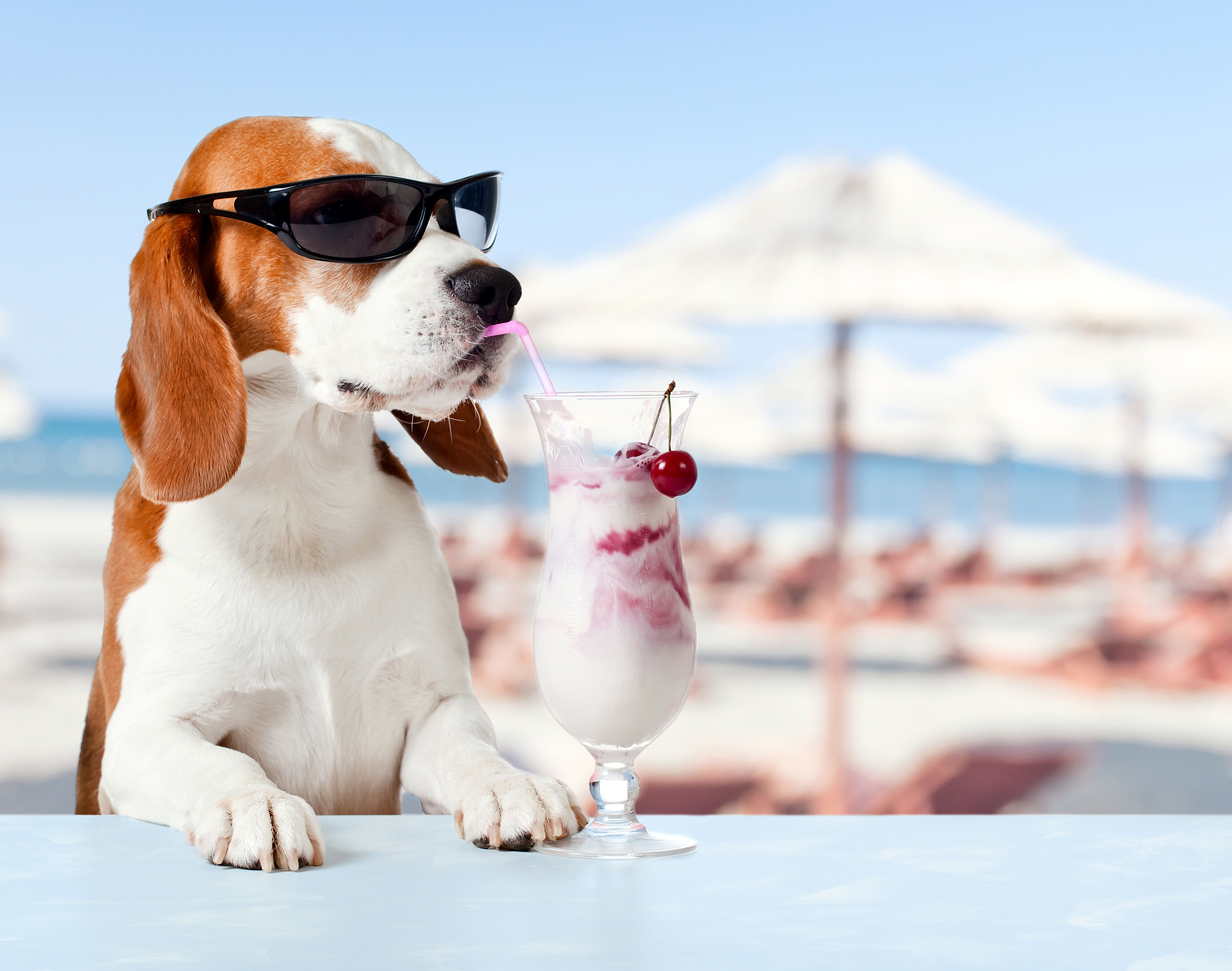417586 Hintergrundbild herunterladen sommer, tiere, beagle, tiefenschärfe, hund, humor, eiscreme, sonnenbrille, hunde - Bildschirmschoner und Bilder kostenlos
