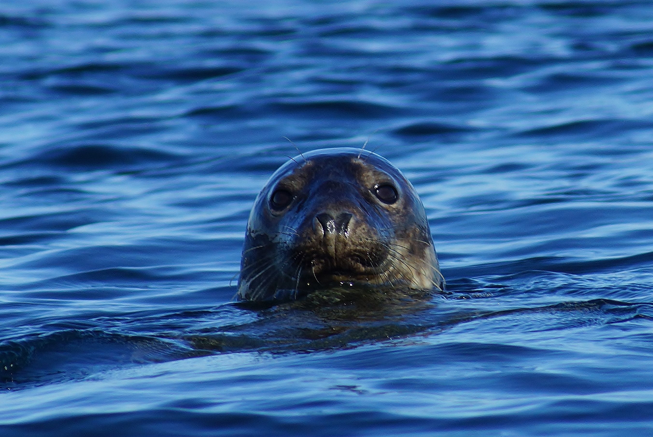 Seal перевод животного