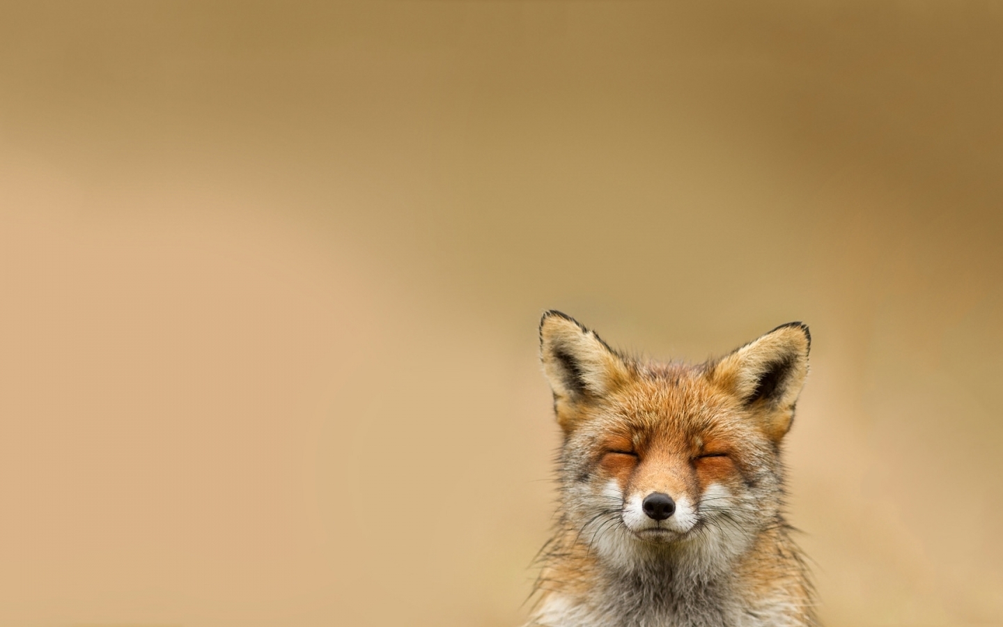 Téléchargez des papiers peints mobile Fox, Animaux gratuitement.