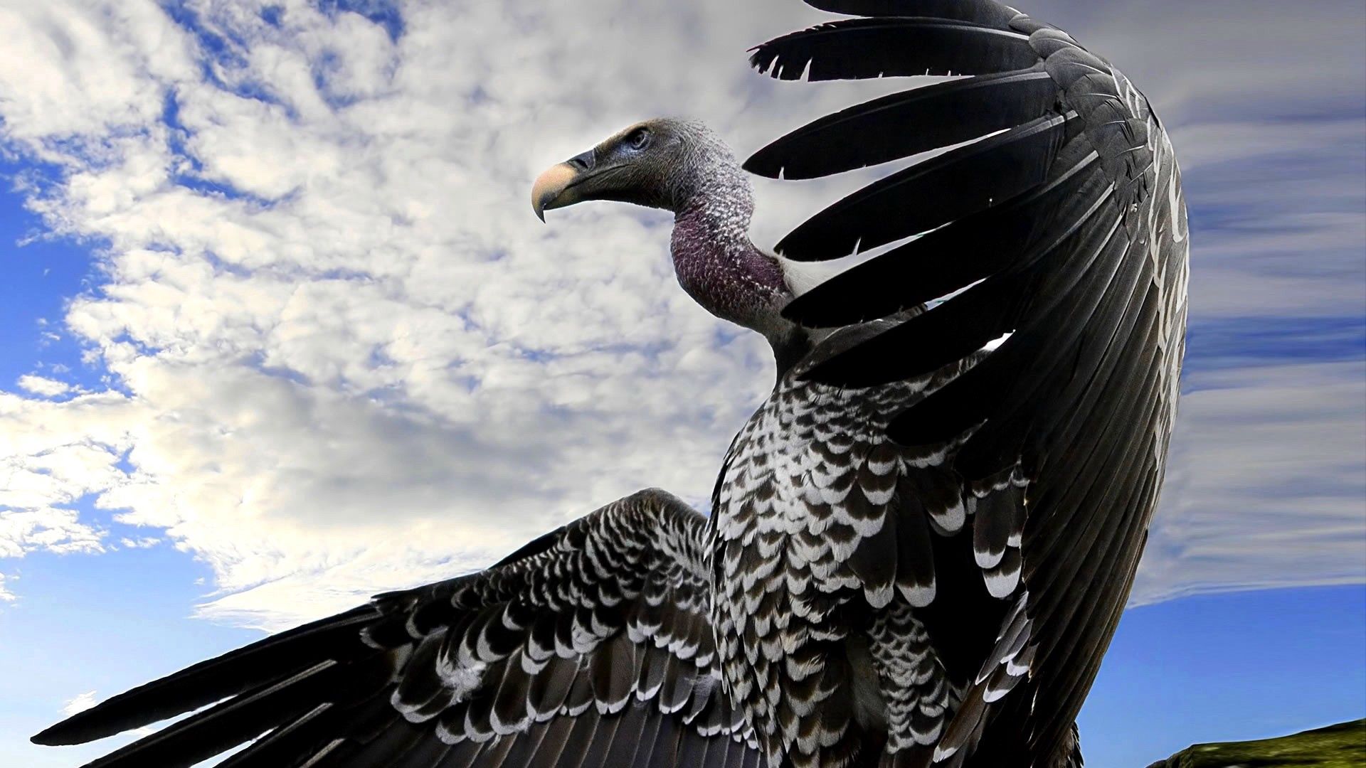 Download mobile wallpaper Animals, Beak, Vulture, Sky, Flight, Predator, Wings, Bird for free.