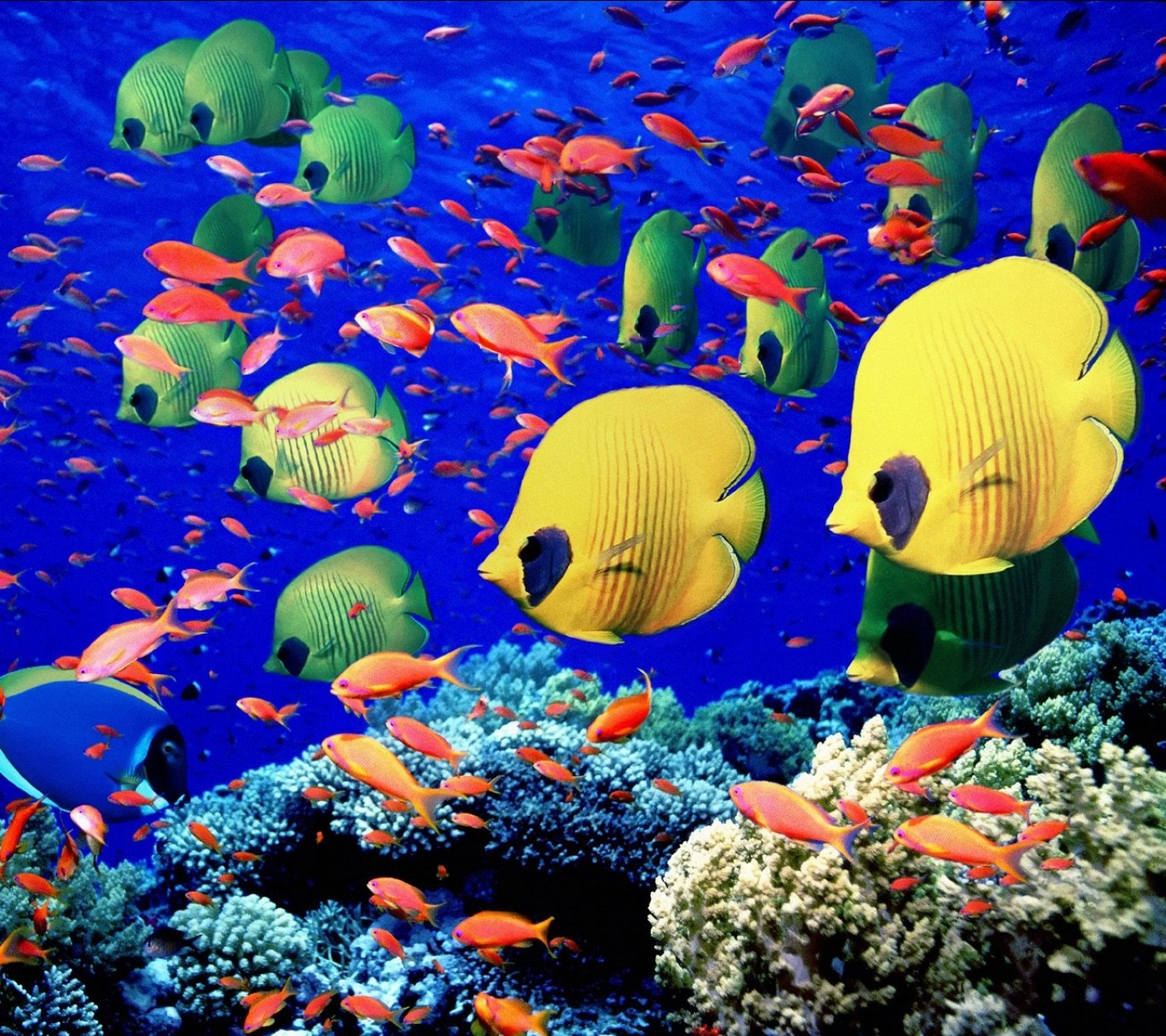 Разноцветные рыбки в море