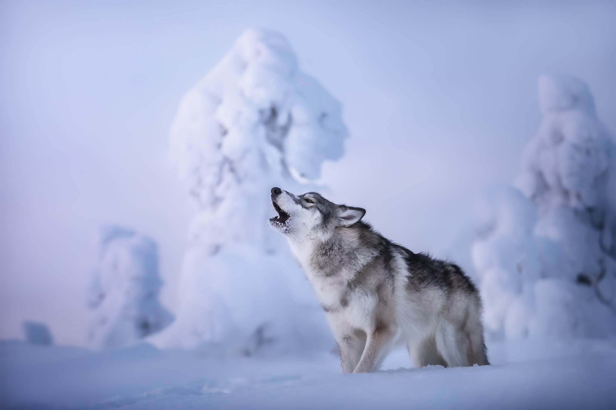 497364 Hintergrundbild herunterladen tiere, wolf, heulen, schnee, winter, wolves - Bildschirmschoner und Bilder kostenlos