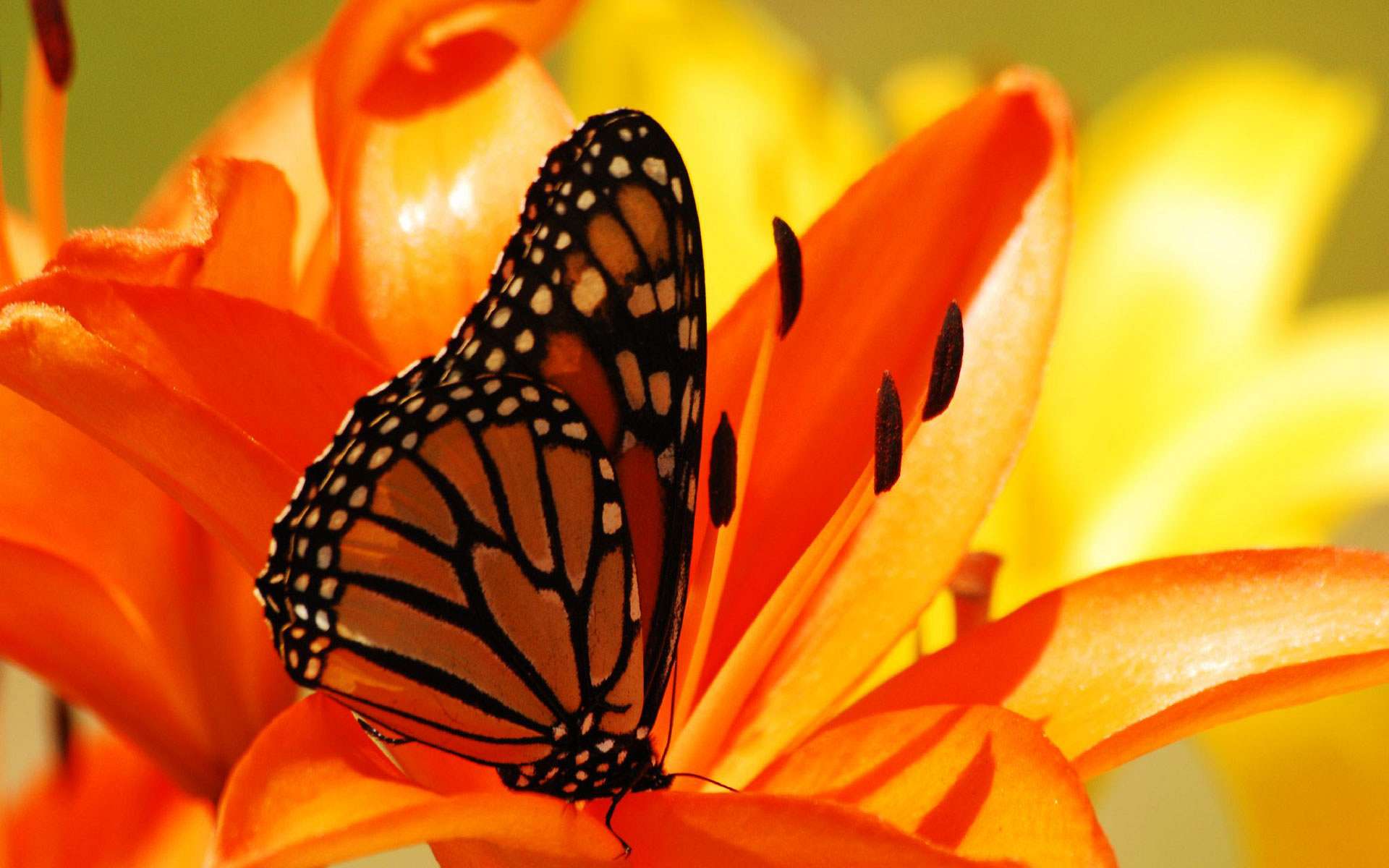 Бабочки на оранжевом цветке