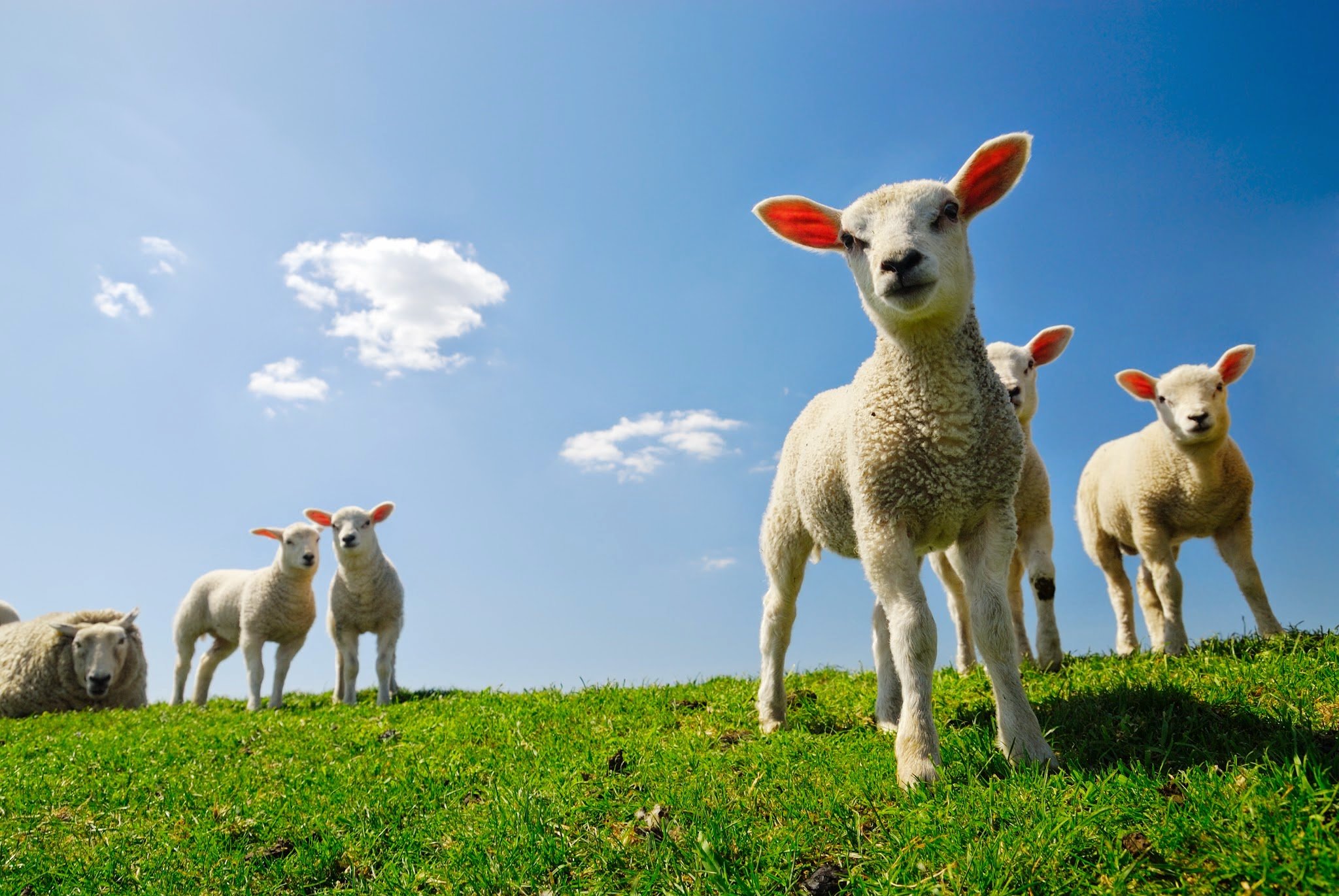 742603壁紙のダウンロード子羊, 羊, 動物-スクリーンセーバーと写真を無料で