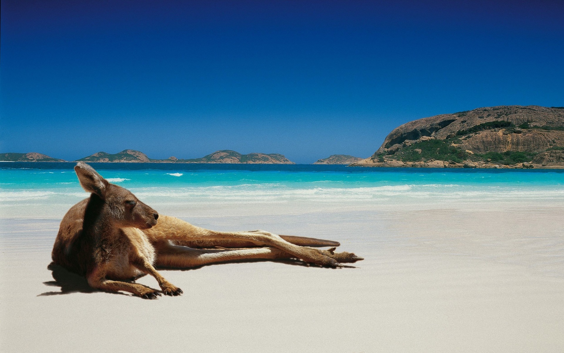 Download mobile wallpaper Animals, Kangaroo for free.