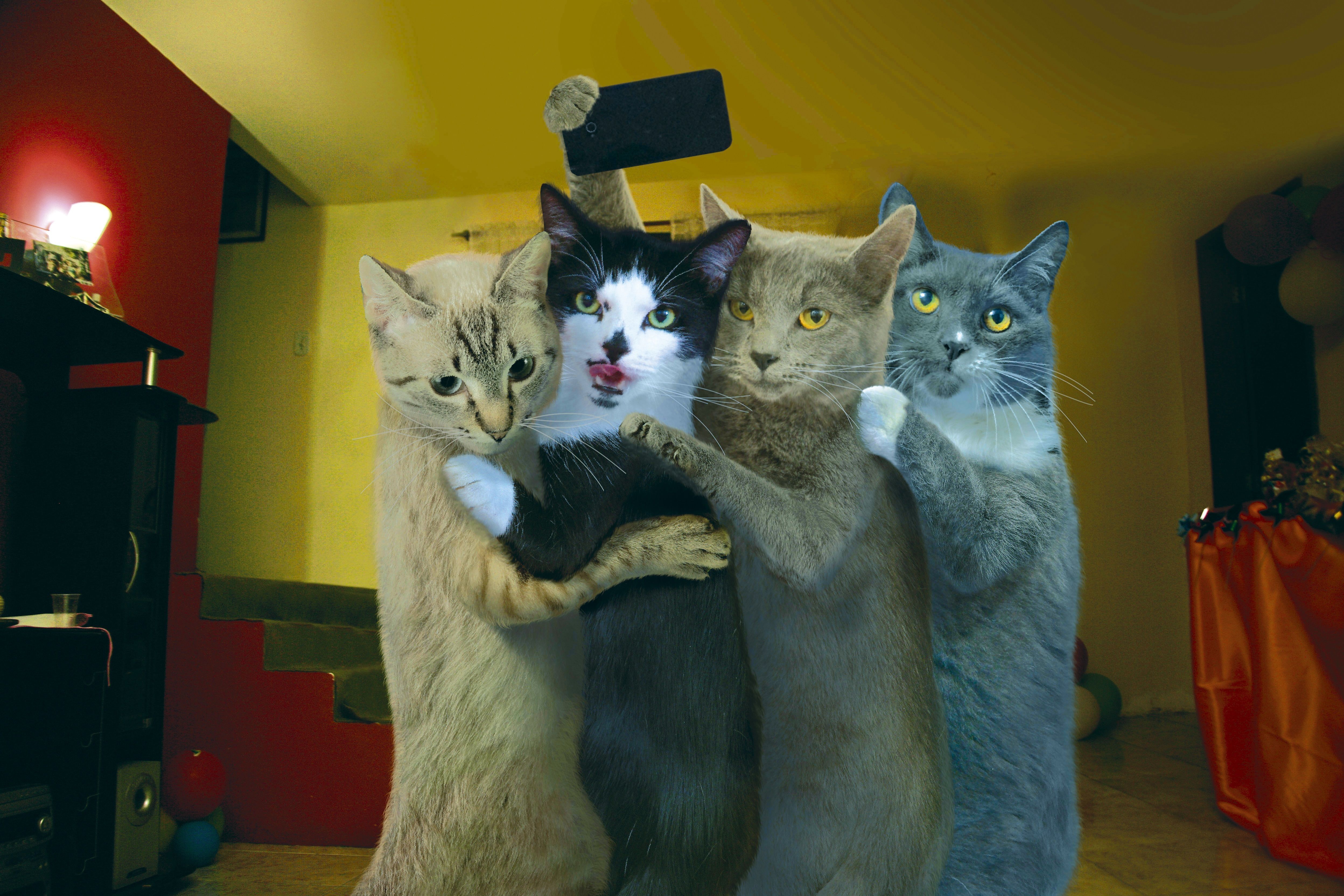 Юмористические коты. Приколы про кошек. Забавные кошки. Три кошки. Четыре кота.