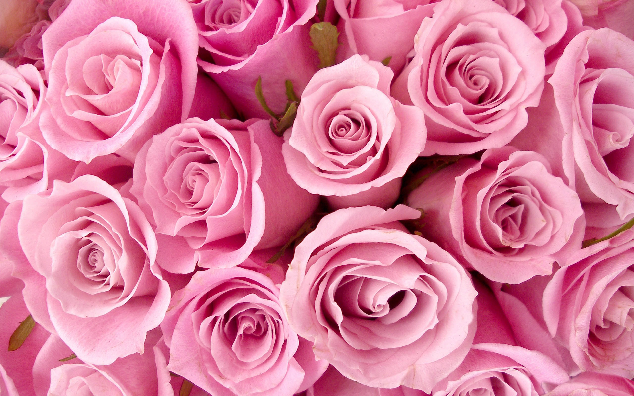 картинки большие розы розовые