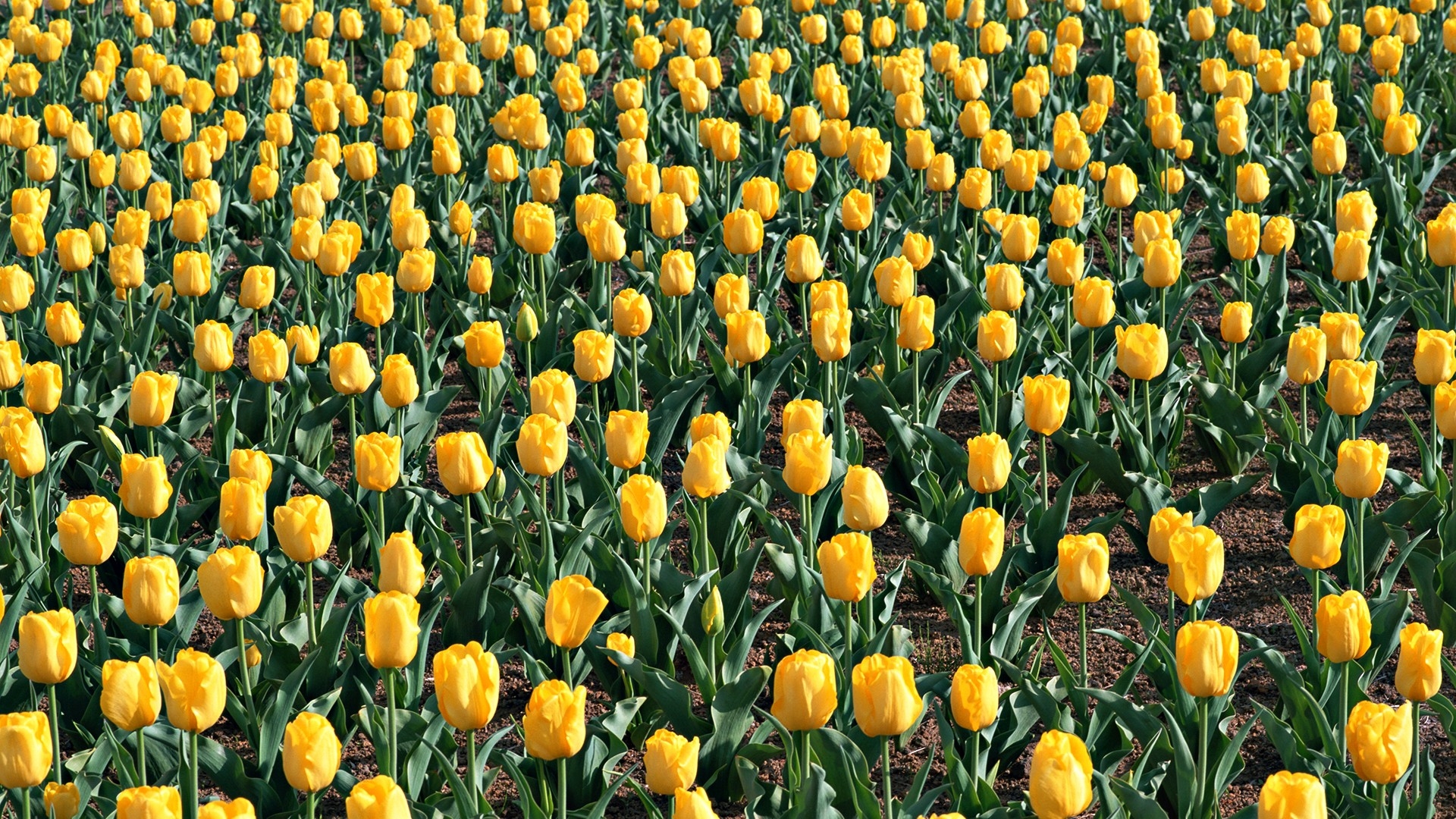 34875 Bildschirmschoner und Hintergrundbilder Tulpen auf Ihrem Telefon. Laden Sie  Bilder kostenlos herunter