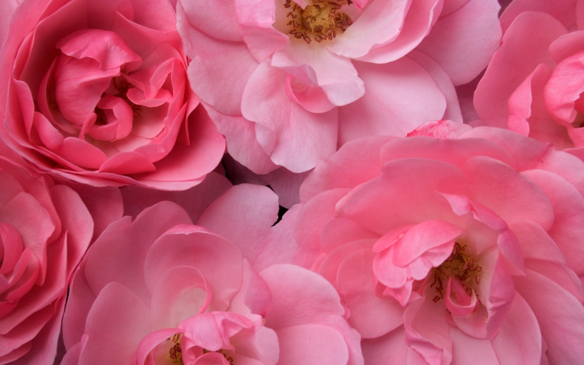 Крупные розовые цветы