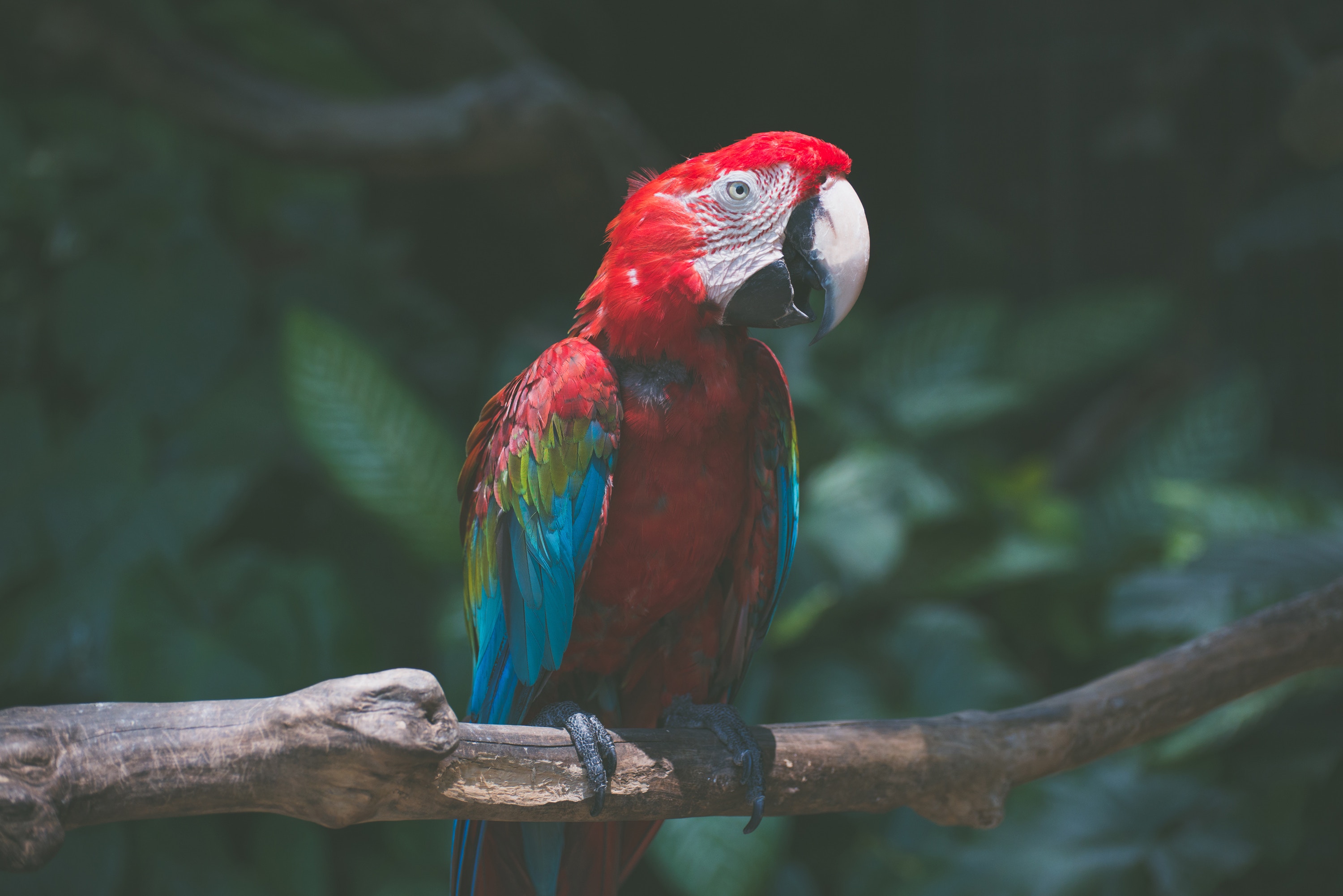 53771 Hintergrundbild herunterladen tiere, papageien, vogel, mehrfarbig, motley, ara - Bildschirmschoner und Bilder kostenlos