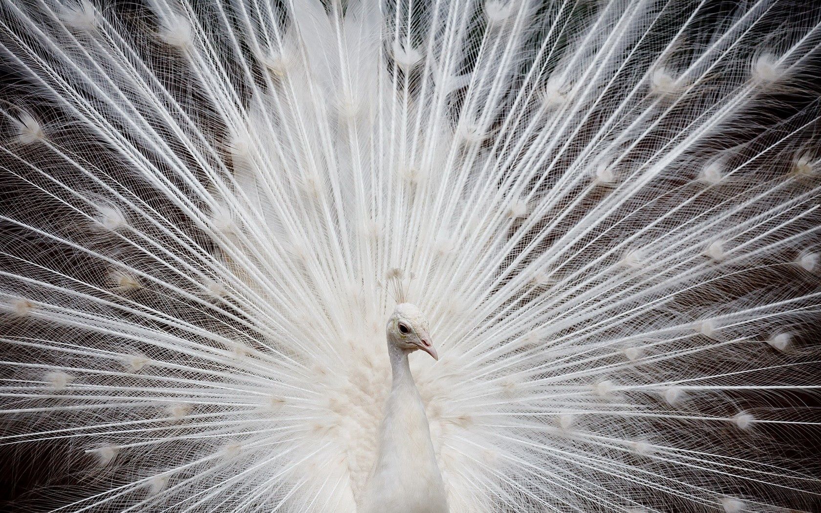 Download mobile wallpaper Tail, Animals, Color, Peacock for free.