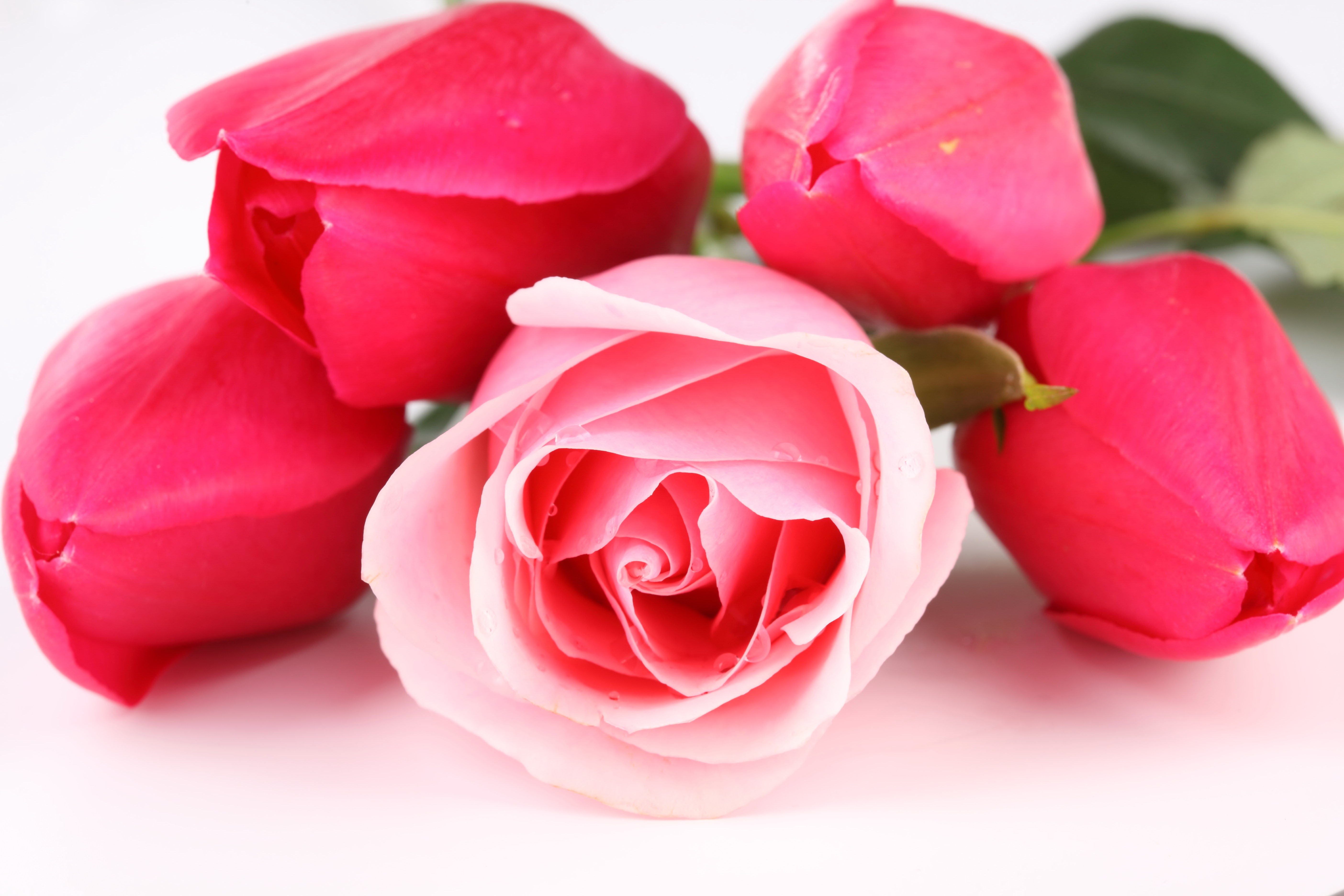 картинки розы тюльпаны