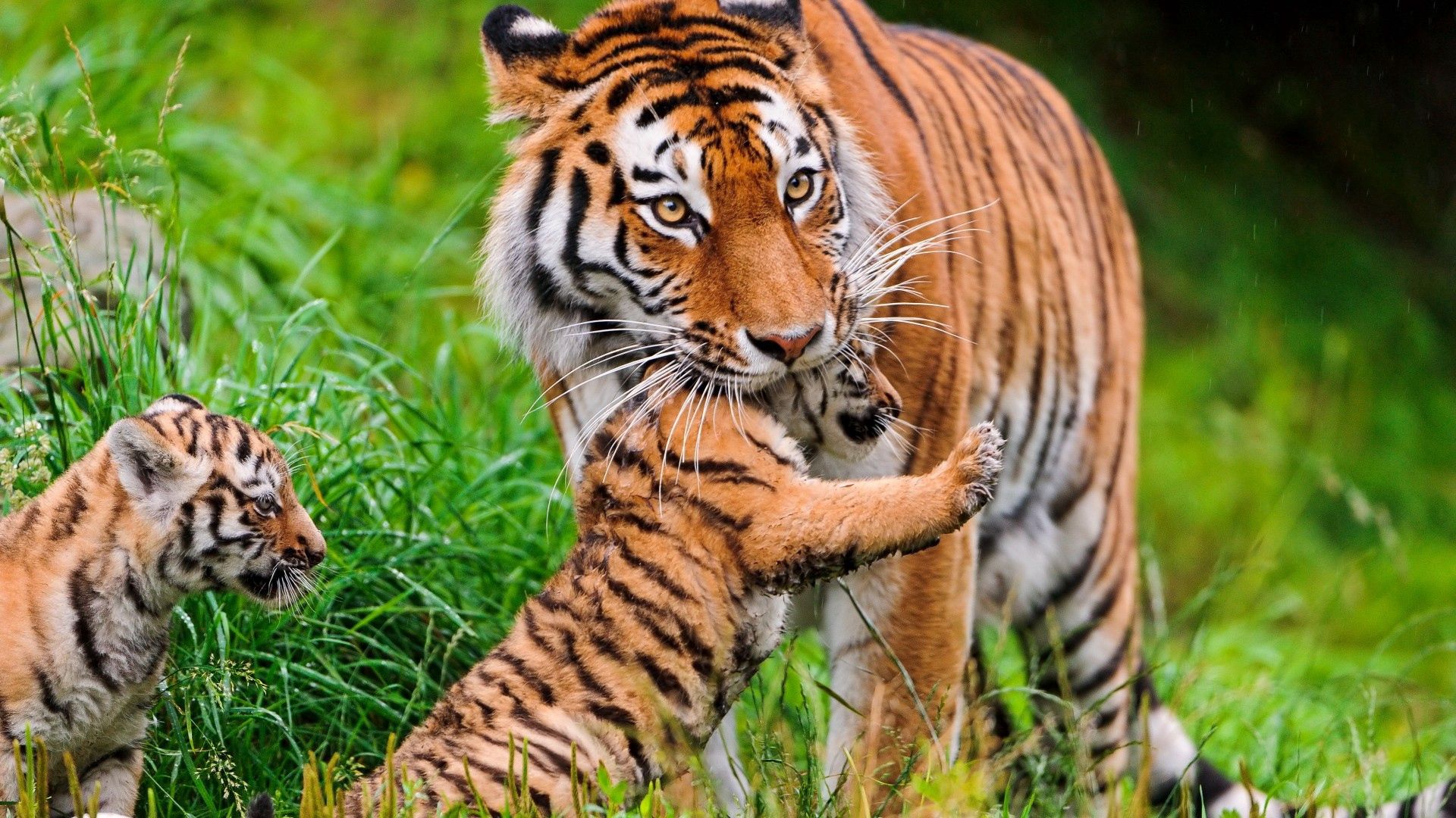 tiger, young, care, cubs, animals, grass