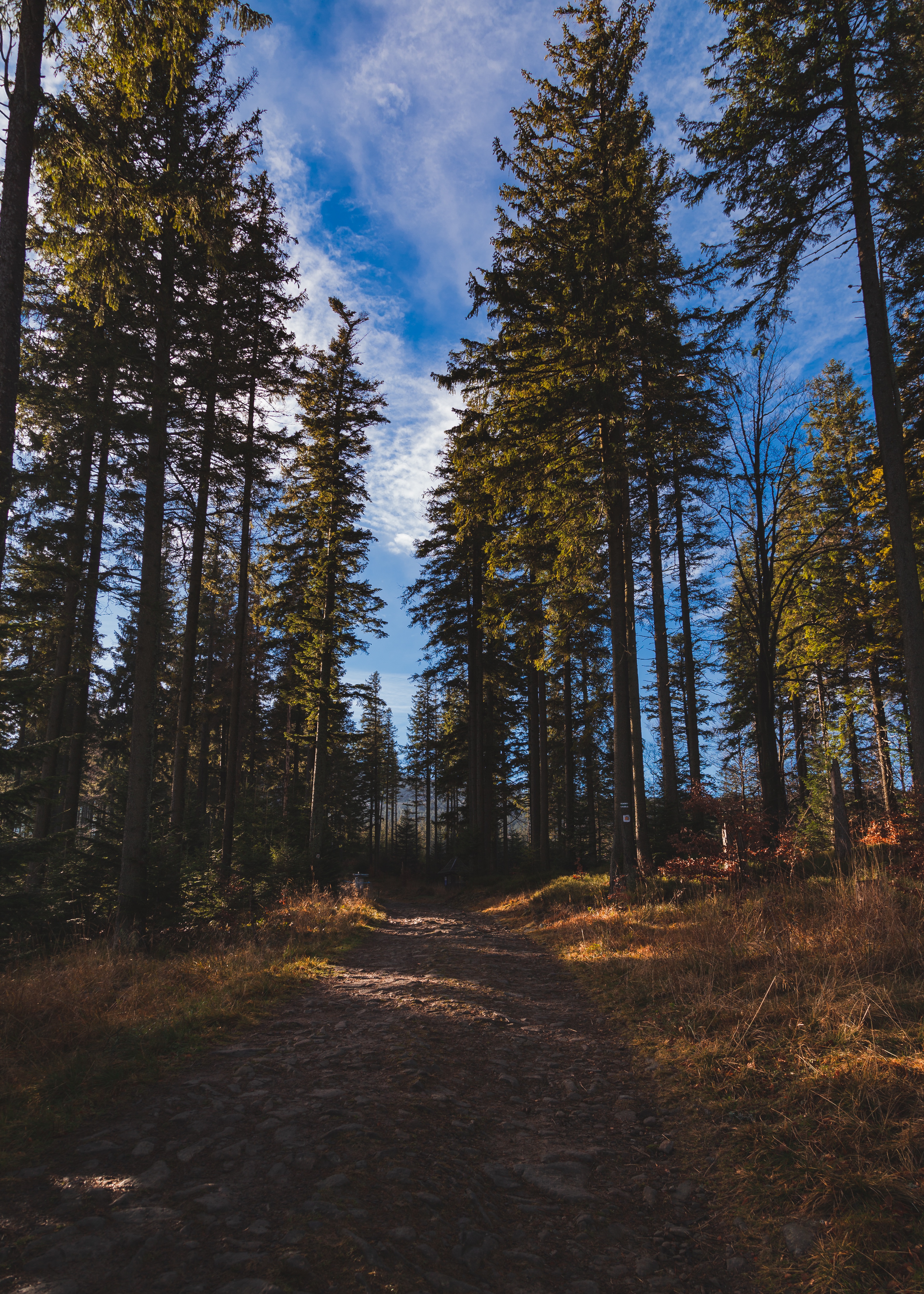 Download mobile wallpaper Pine, Path, Nature, Forest, Trees for free.