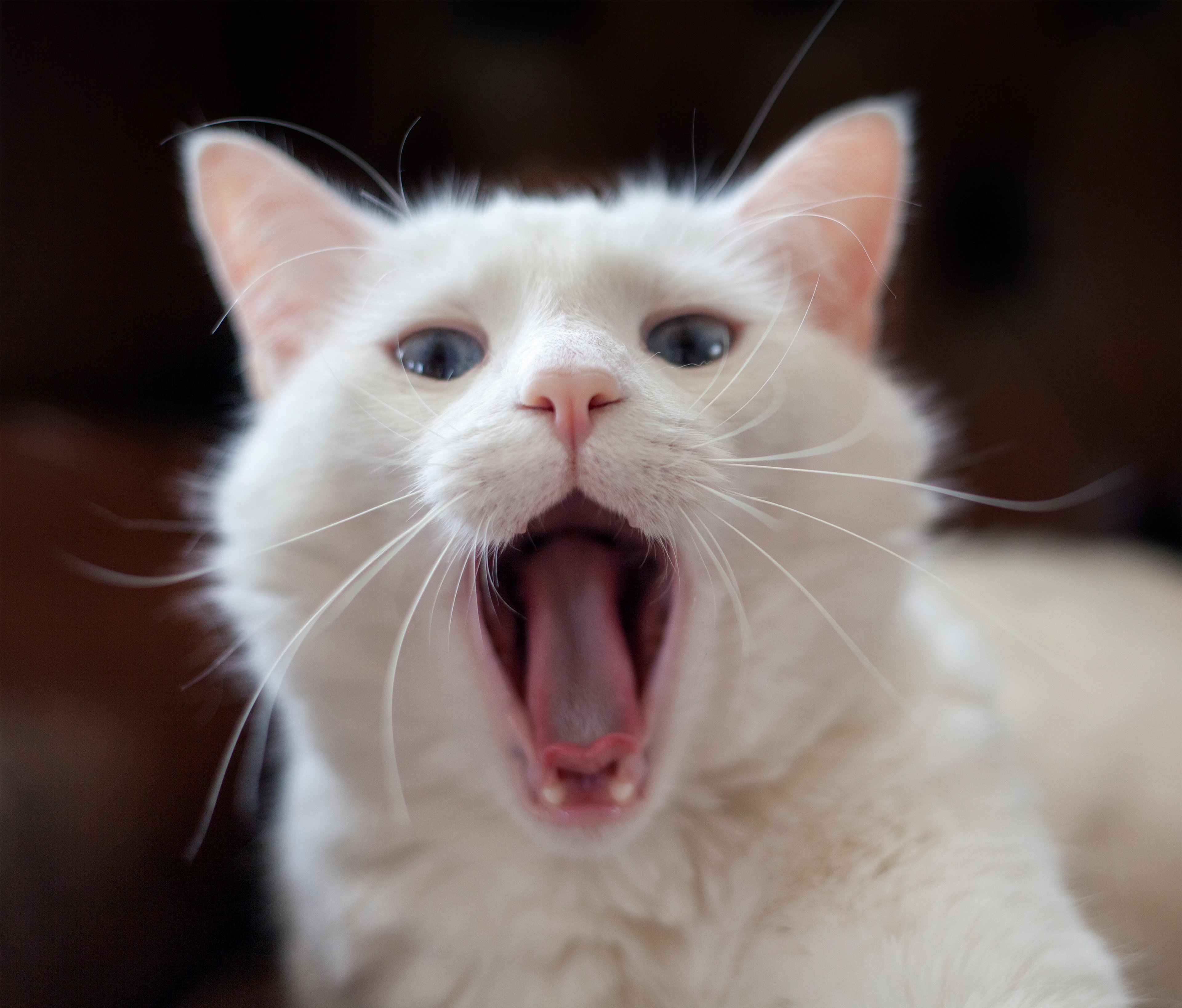 Котик с открытым ртом