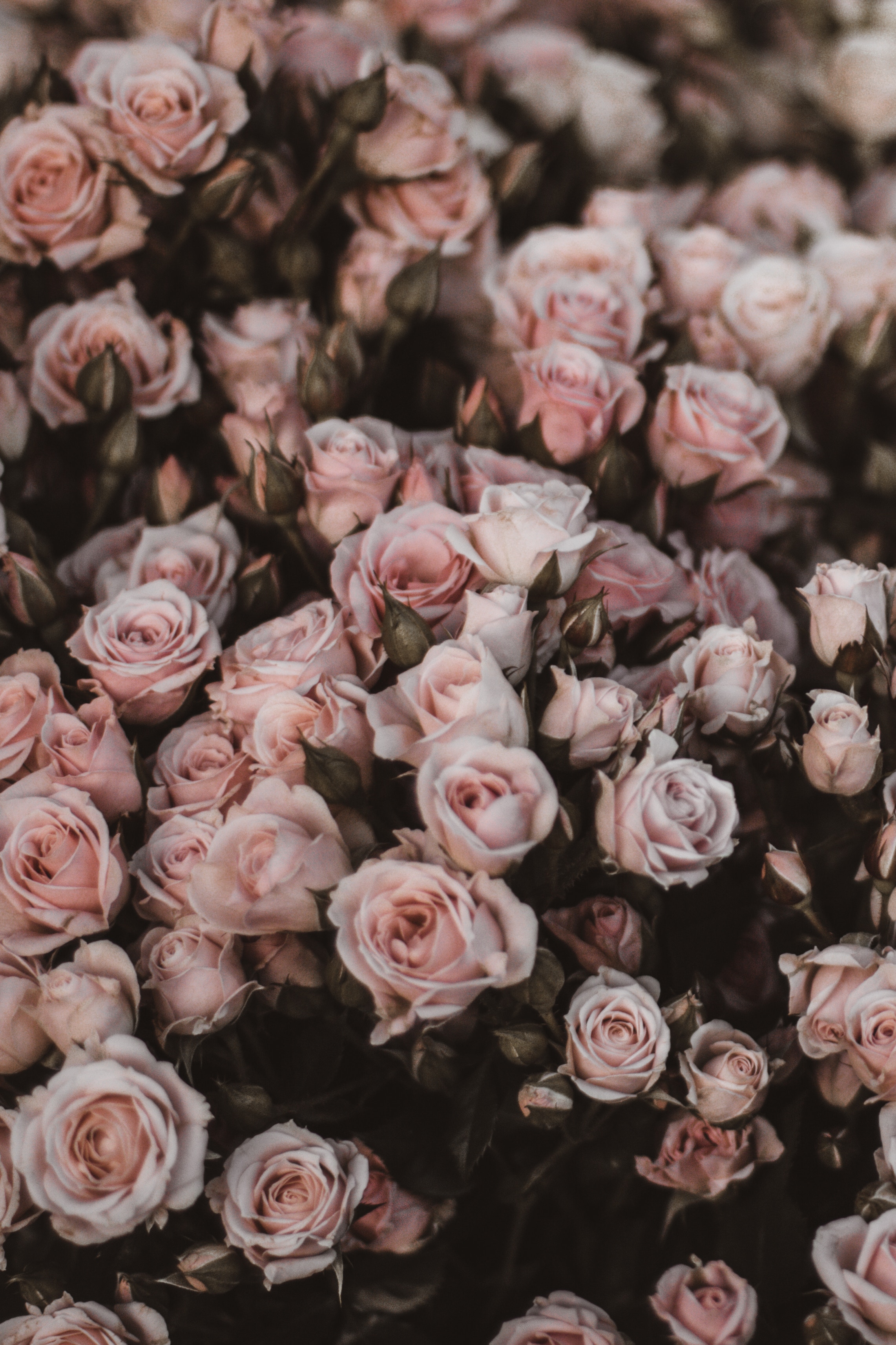 light pink, romance, roses, flowers, bouquet 4K