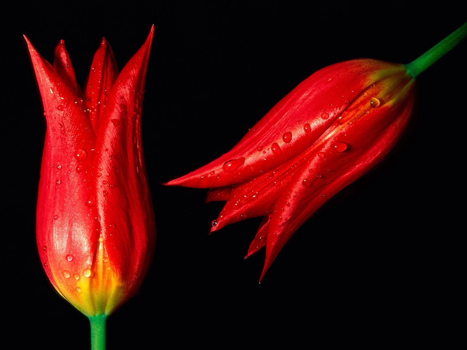 Mobile wallpaper tulips, flowers, background, drops, red, two
