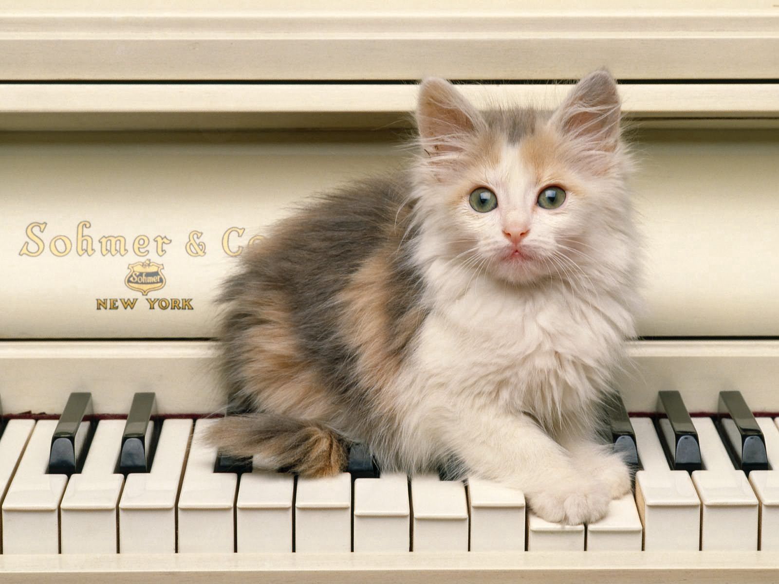 grand piano, piano, animals, fluffy, kitty, kitten, sight, opinion phone background