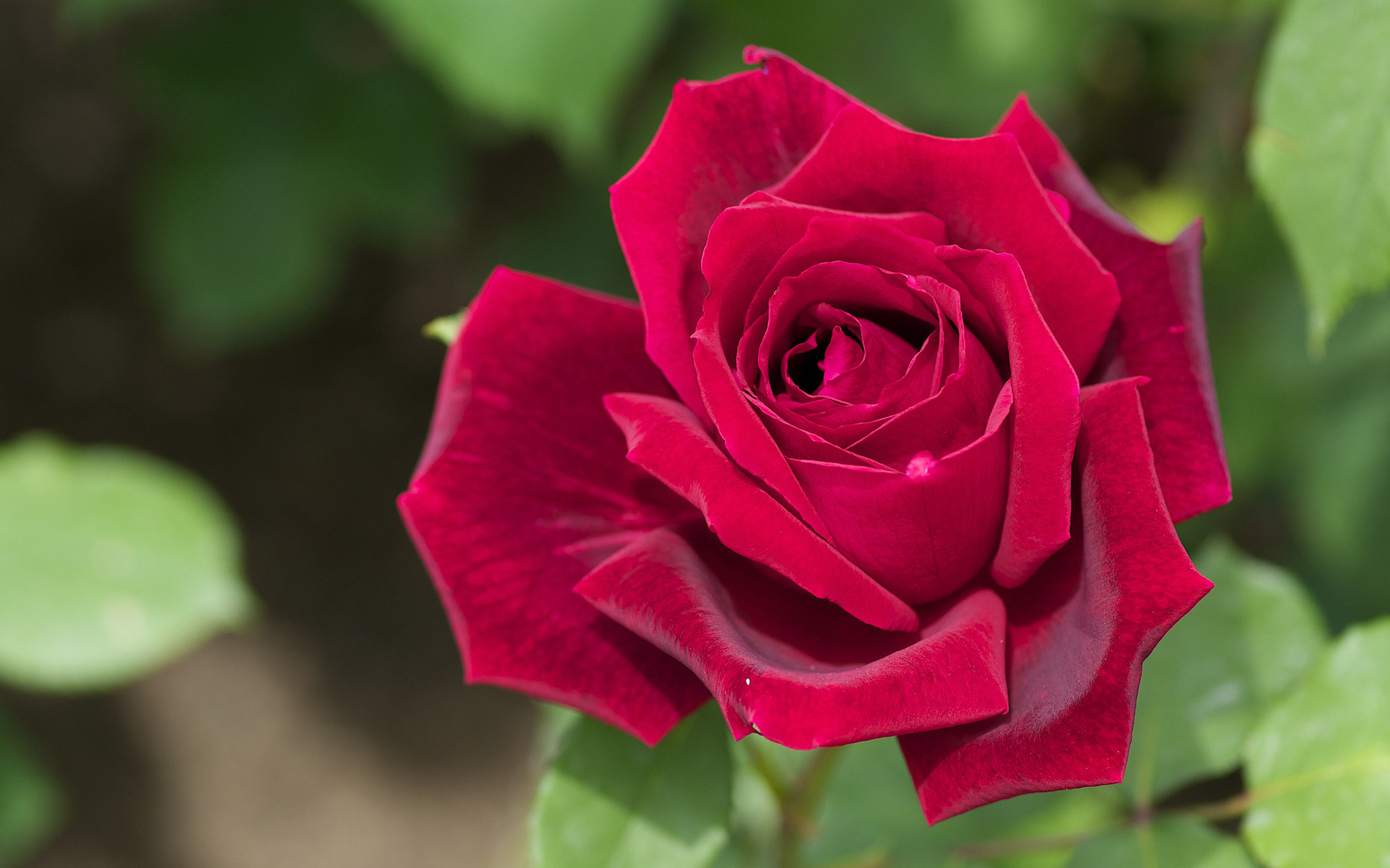 Téléchargez gratuitement l'image Roses, Plantes, Fleurs sur le bureau de votre PC