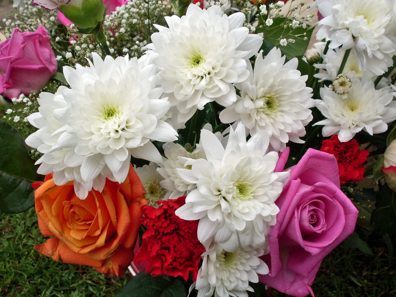 52897 Hintergrundbild herunterladen bouquet, blumen, roses, chrysantheme, strauß, schleierkraut, gipsophile, nelke - Bildschirmschoner und Bilder kostenlos