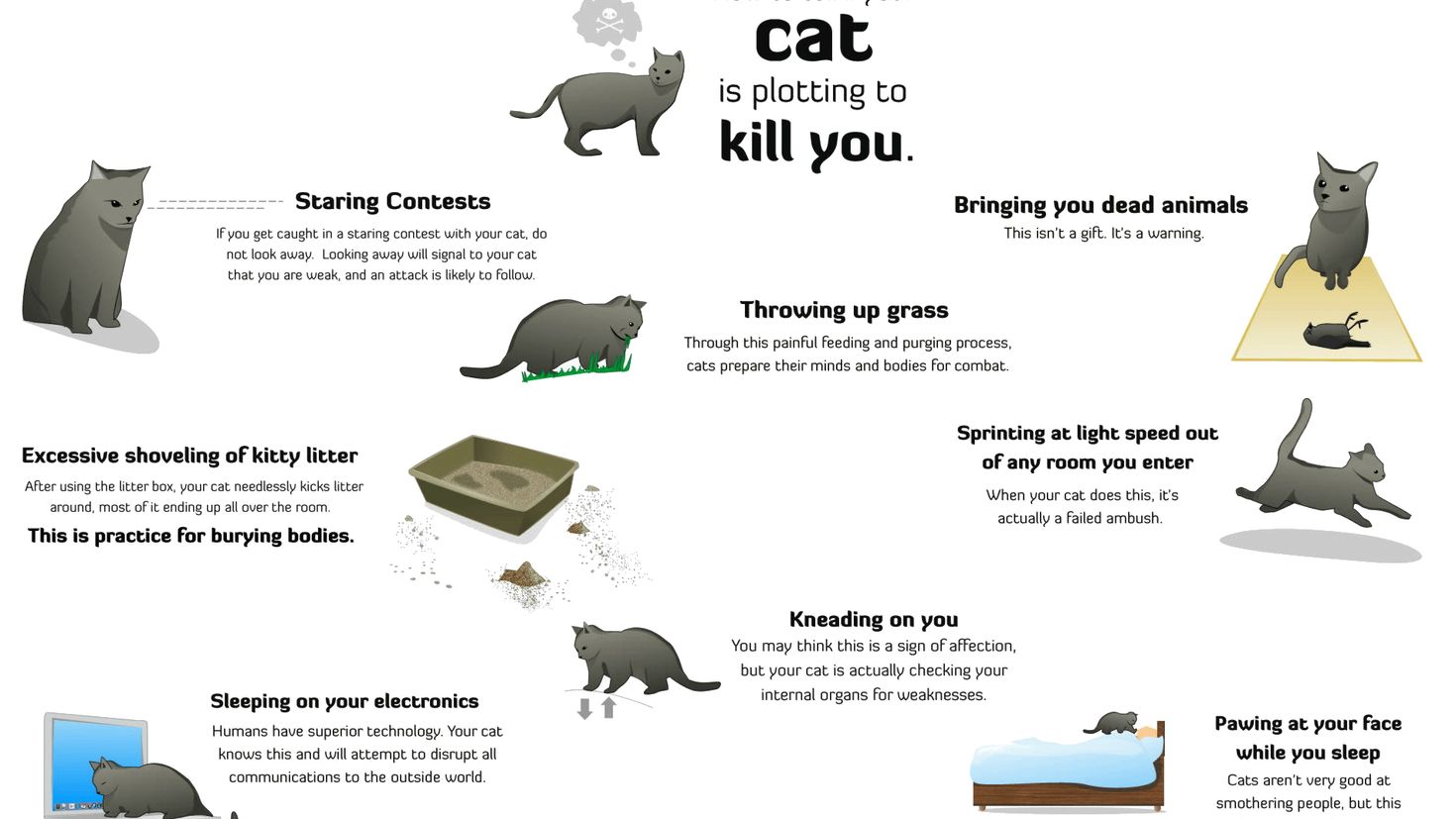 These your cats. Как узнать что кот хочет есть. Как понять что кот хочет есть. How to tell if your Cat is plotting to Kill you.