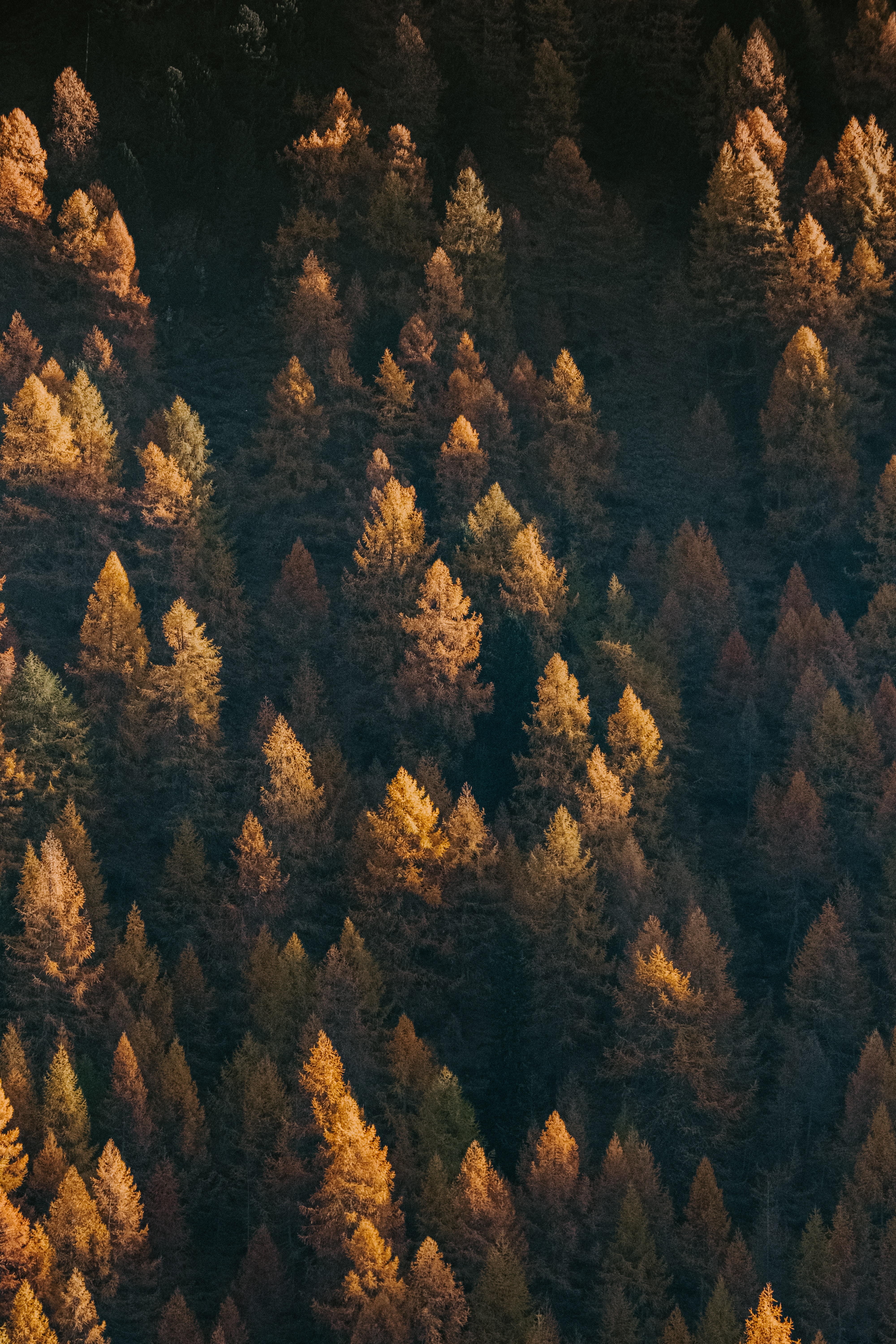 nature, trees, view from above, top, coniferous, forest, tops