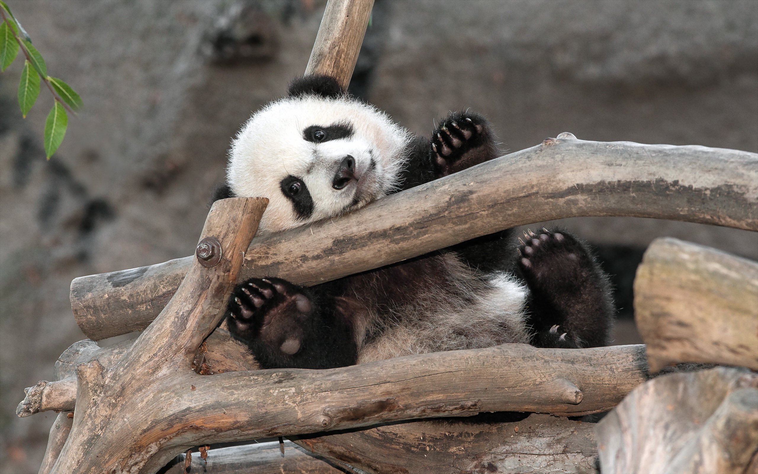 581048 Hintergrundbild herunterladen tiere, panda - Bildschirmschoner und Bilder kostenlos