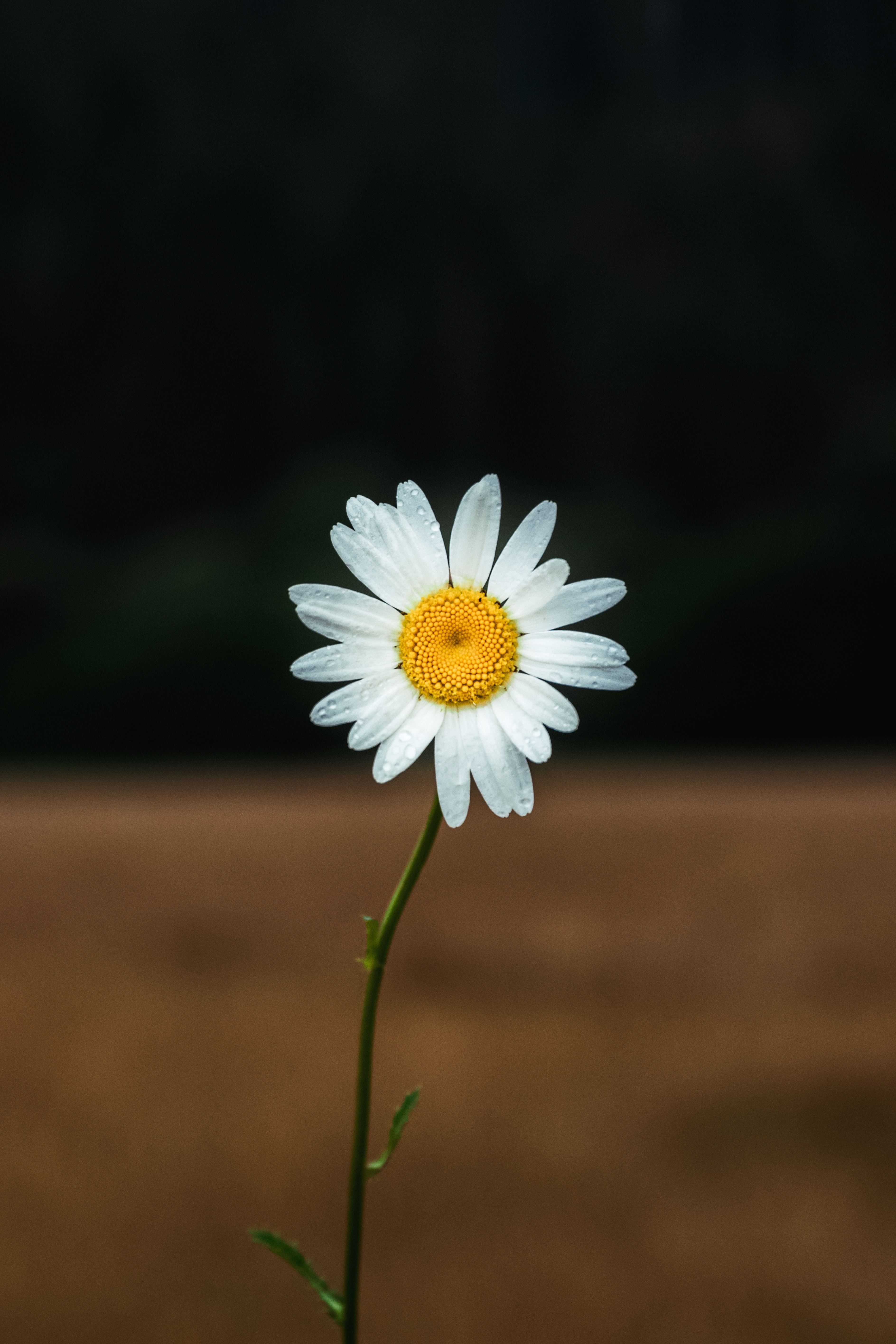 flower, focus, petals, flowers, camomile, chamomile Free Stock Photo