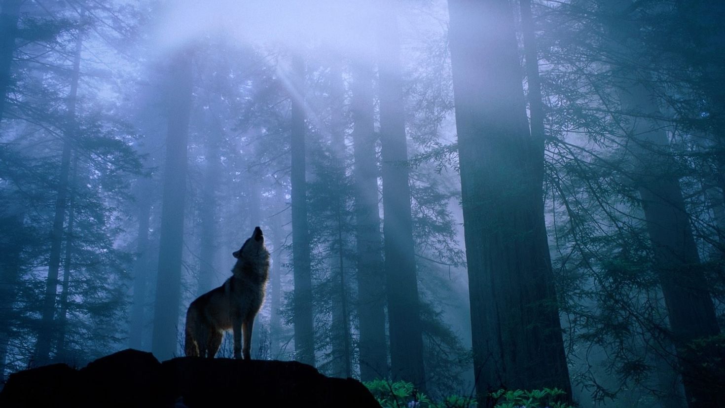 Волк в лесу издалека