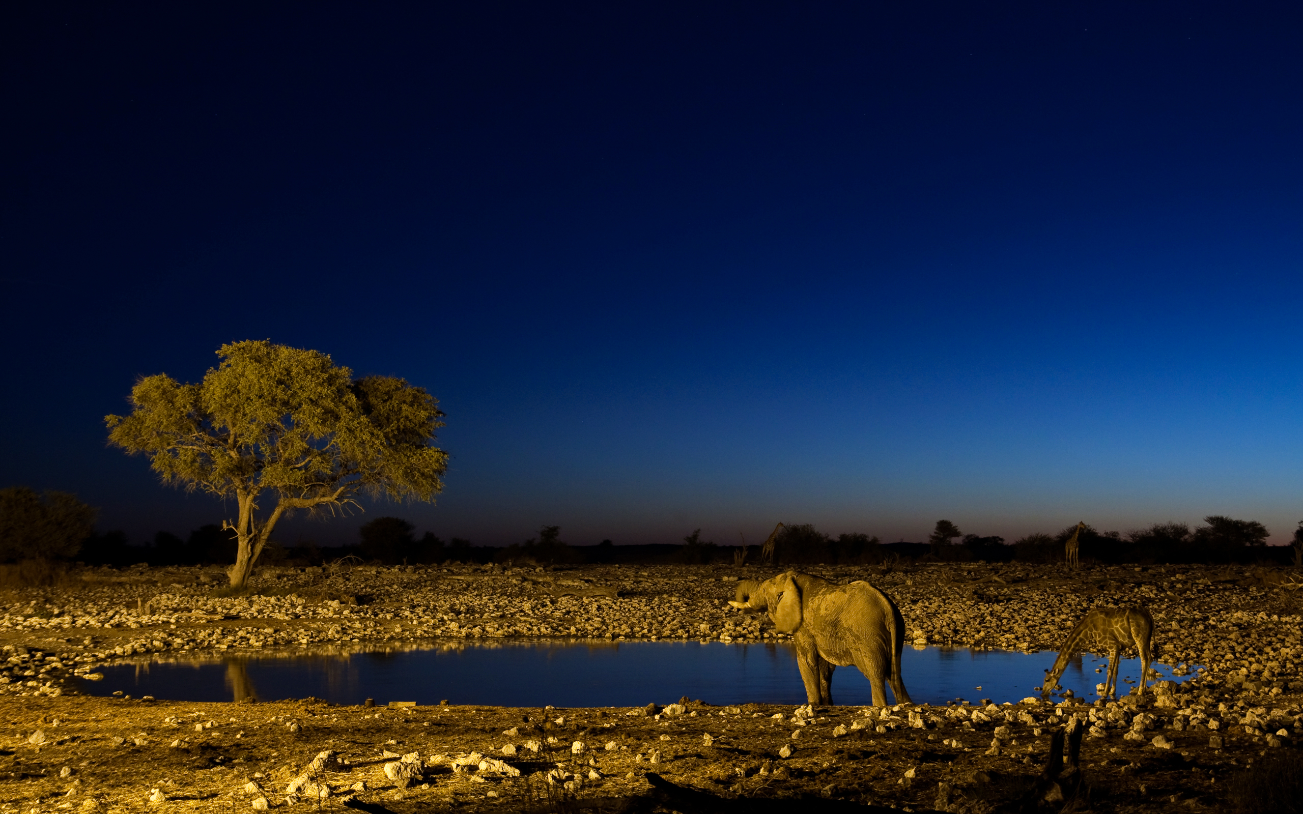 168385 descargar fondo de pantalla animales, elefante africano de sabana, elefantes: protectores de pantalla e imágenes gratis