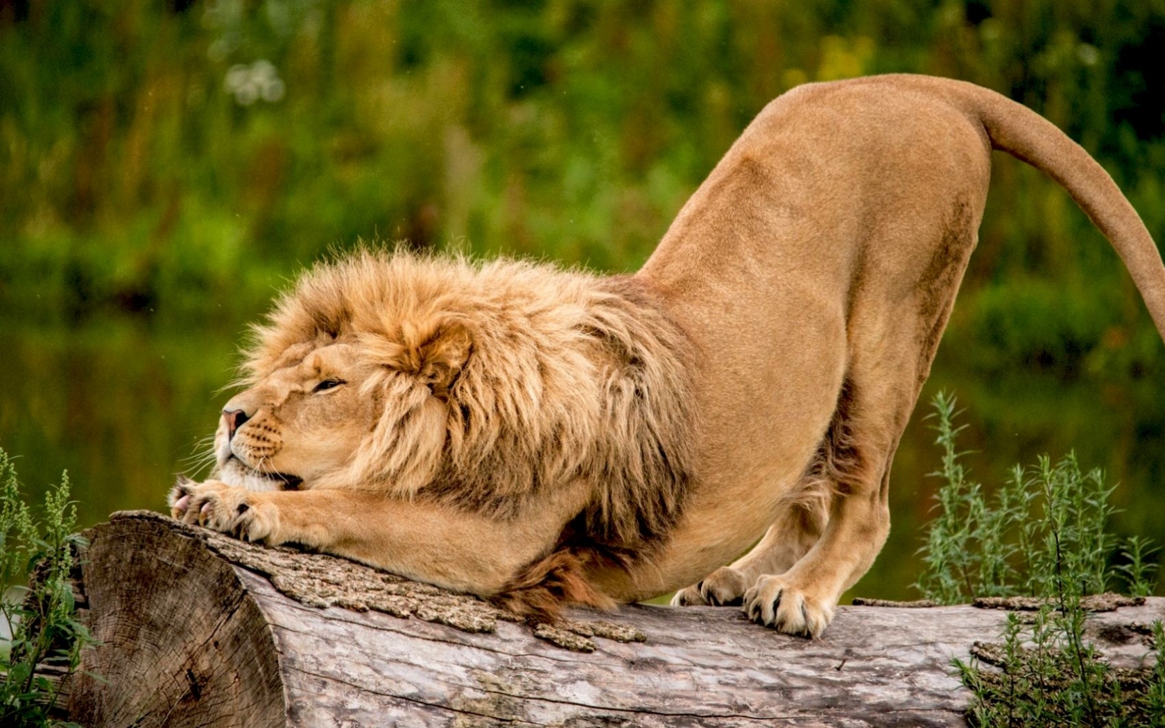 免费下载动物, 狮子手机壁纸。