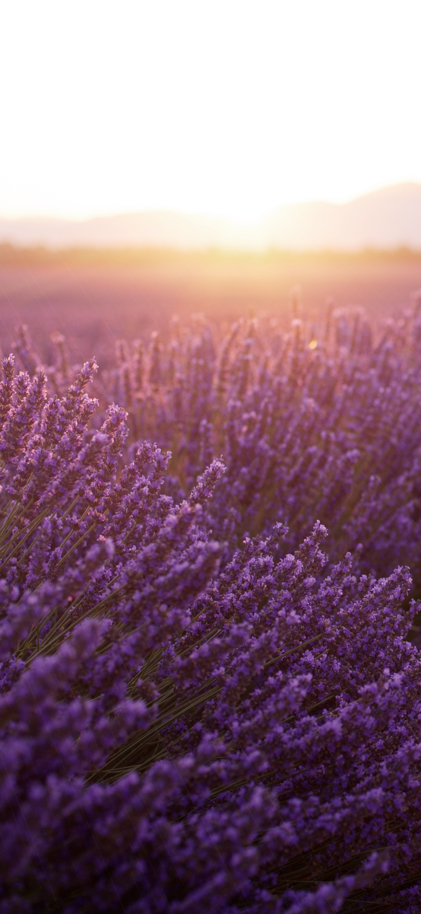 Lavender field Stock Photos Royalty Free Lavender field Images   Depositphotos