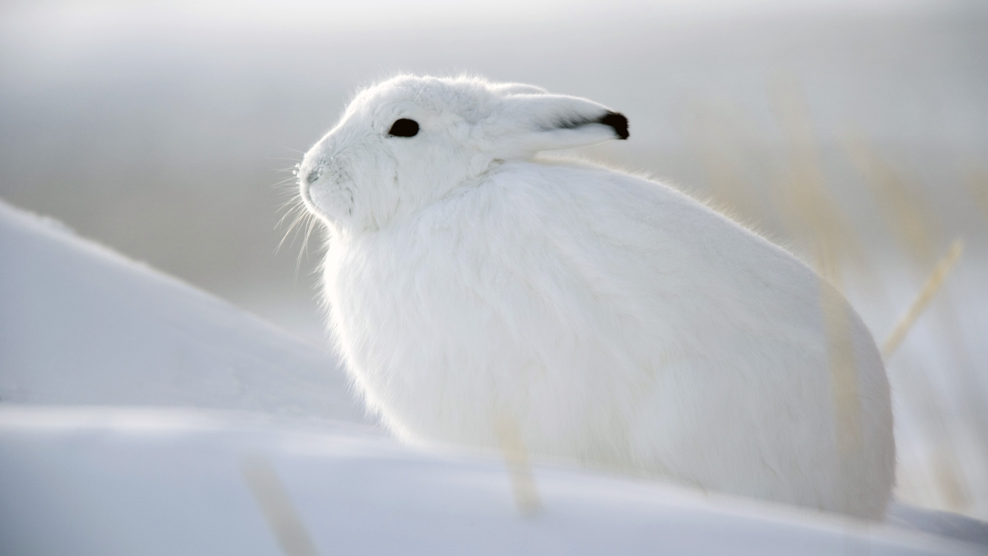 Arctic Hare iPhone Background