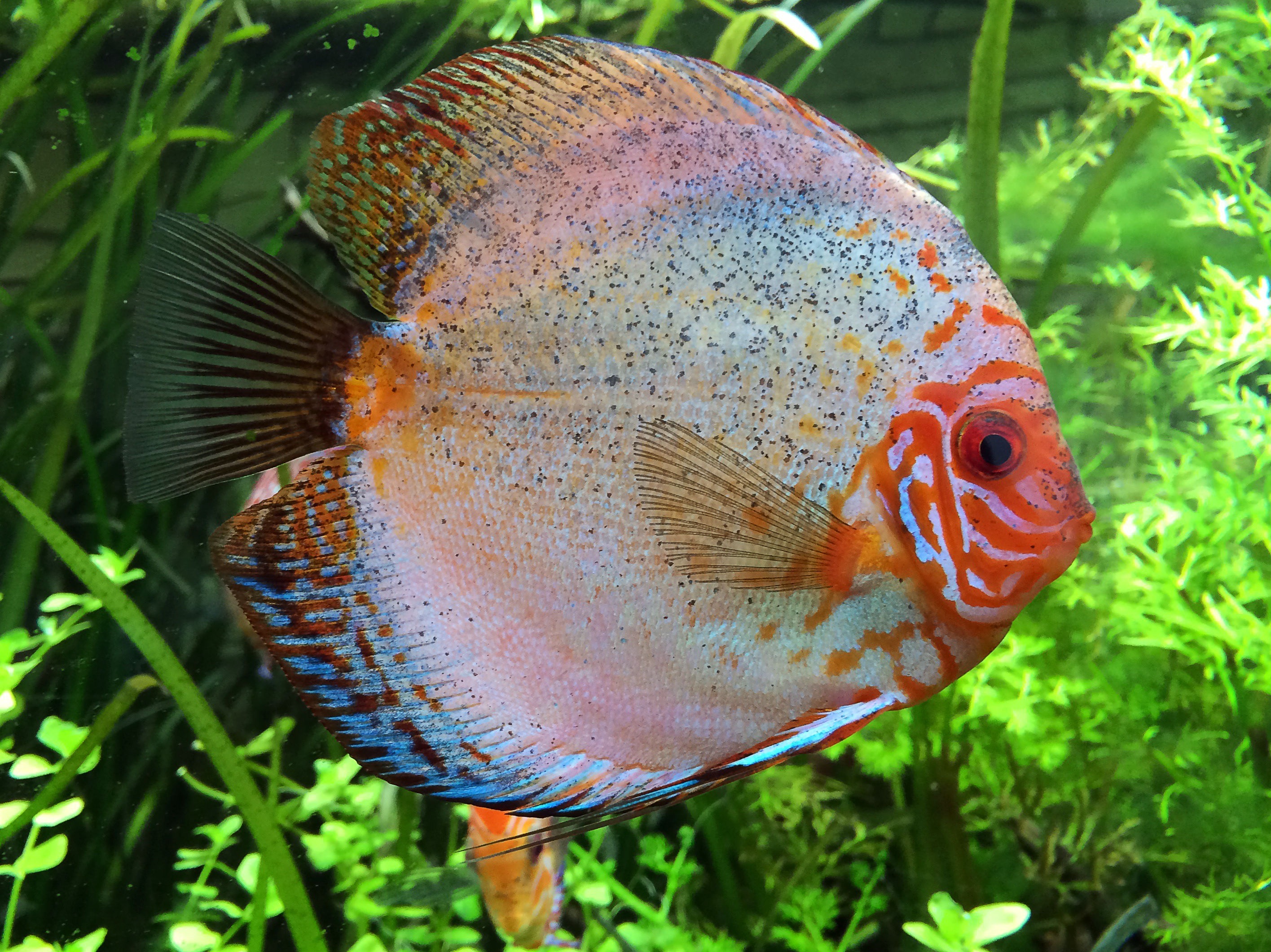 Best Cichlid mobile Picture