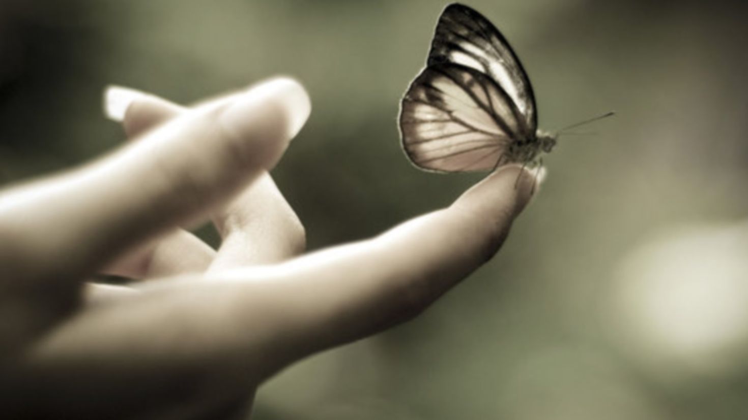 Do beautiful thing. Бабочка на ладони. На руку бабочка. Бабочка на пальце. Бабочка в ладошках.