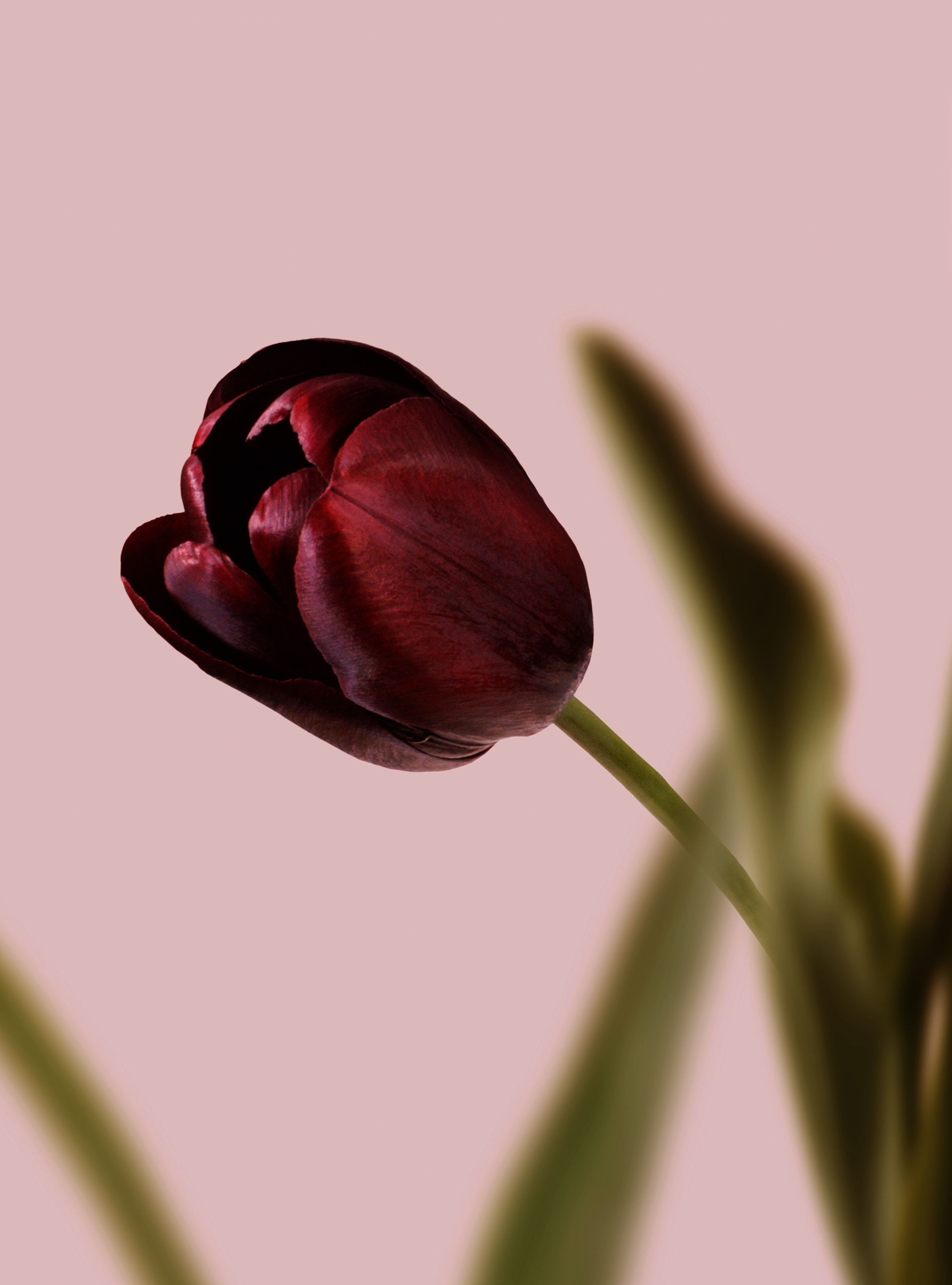Handy-Wallpaper Tulpe, Tulip, Blütenblätter, Makro, Blume, Blumen kostenlos herunterladen.