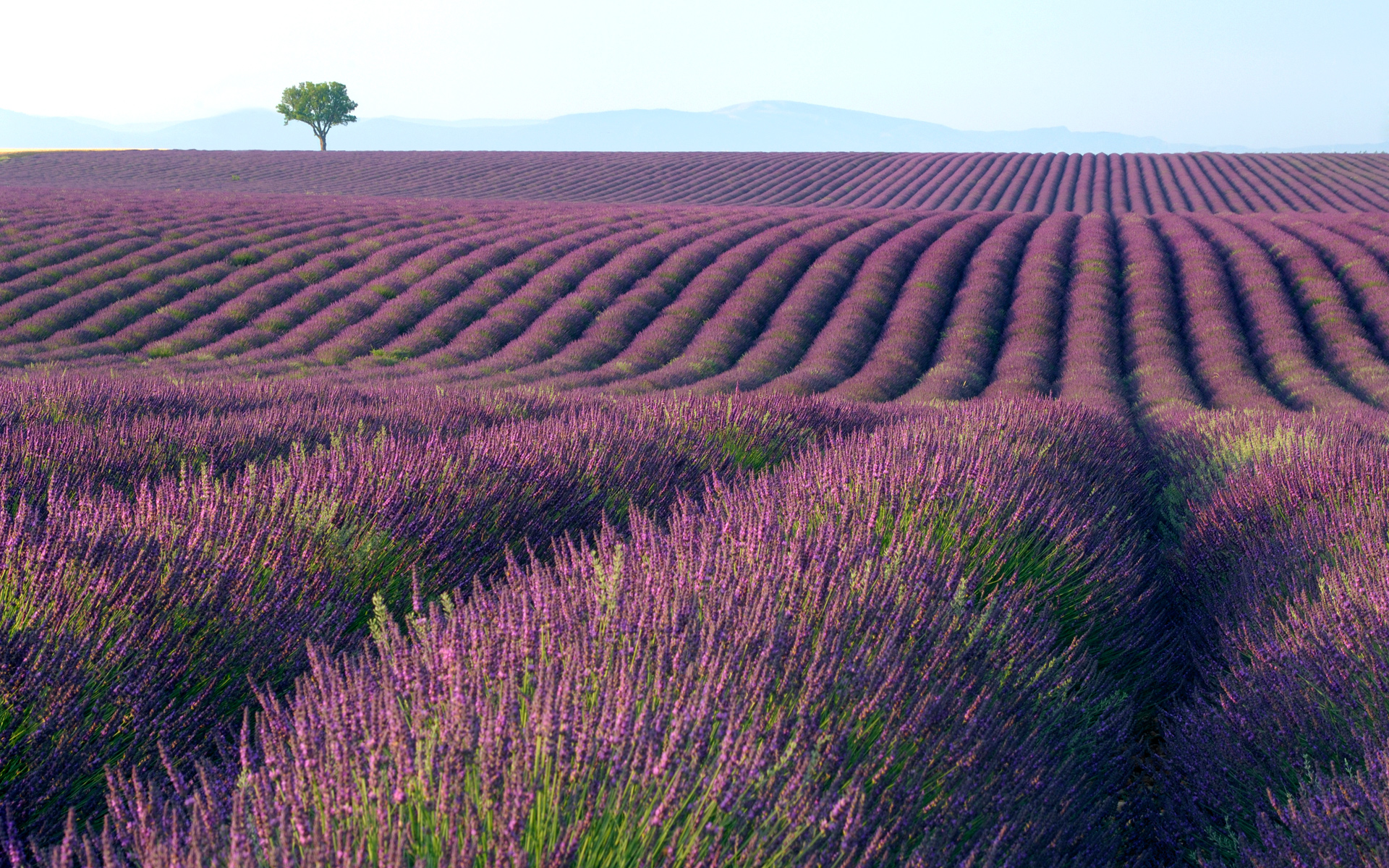 160881 Hintergrundbild herunterladen lavendel, lila, erde/natur, feld, baum, blumen - Bildschirmschoner und Bilder kostenlos