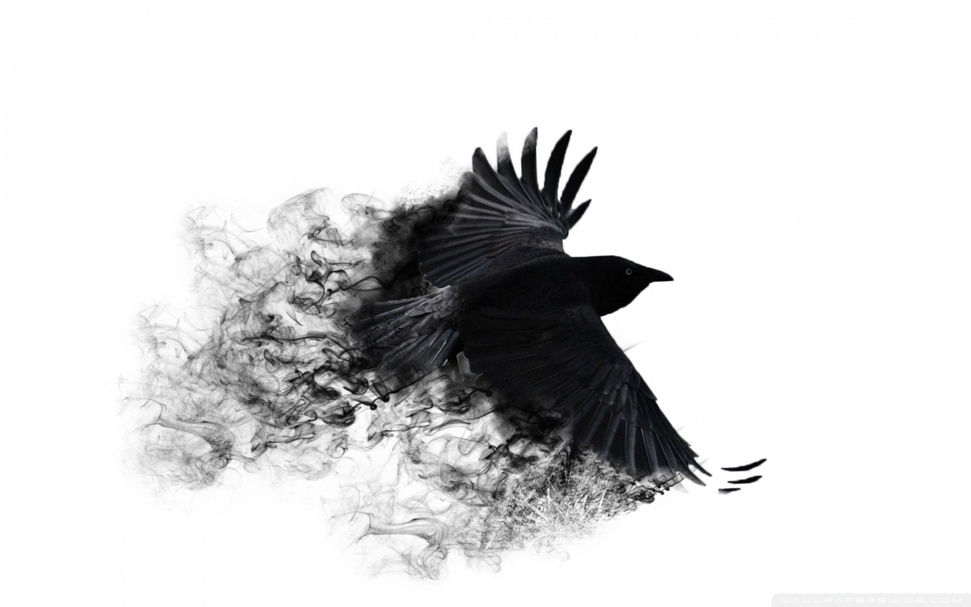 Крылья вороны ремикс. Ворон. Ворона на белом фоне. Чёрно-белая ворона. Черный фон с вороном.